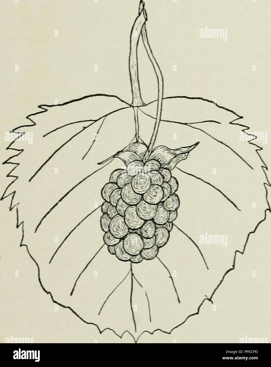 . Cyclopedia von Hardy Früchte. Obst, Obst - Kultur. 252. Rathbun. (XI) Pflanzen von mittlerer Größe und Kraft, halb Hardy, mod-erately produktiv; Stöcke, Paar, eckig, grünlich, mit geraden, schlanken Dornen. Blumen 1% Zoll im Durchmesser, 3-7, in einem kurzen, offenen, grünen Blütenstände mit ein paar Stacheln, steril oder fast so. Obst Früh, sehr groß, etwas unterschiedlich, c. vlindrical, Jet Black; Core zylindrisch, weich, weiß; drupelets große, runde, zahlreich; Fleisch fest, saftig, süss, reich, Qualität sehr gut; Samen groß, weich.. 253. Snyder. (XD SNYDER. Abb. 253. Die Frucht ist nicht in-viting in Aussehen und Stockfoto