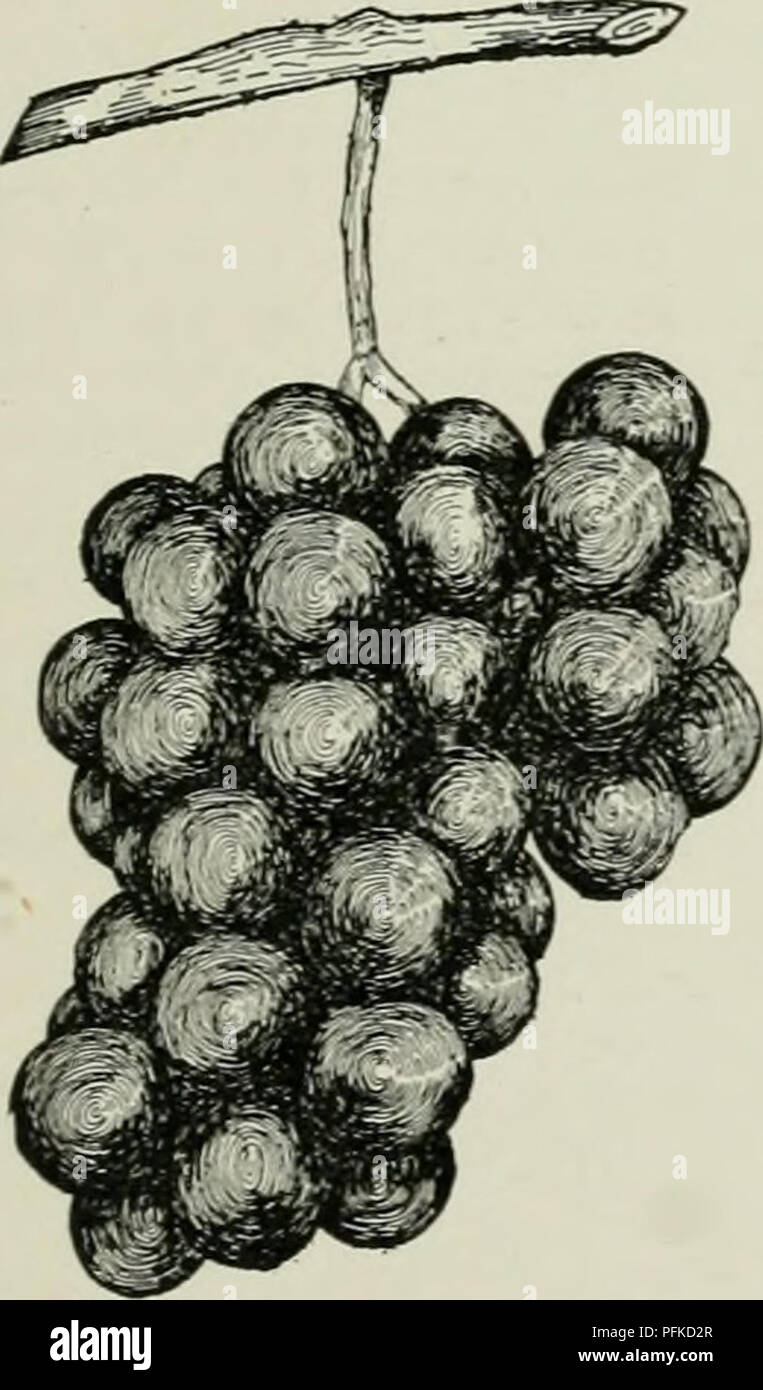 . Cyclopedia von Hardy Früchte. Obst, Obst - Kultur. Herbémont HOPKINS 247 mit ein paar kleinen Warzen; Bürste gelblich-braun. Ber-ries kleine, runde, dunkle Rot mit dünnen Bloom, persistent, Firma; Haut haltbar, haftende, adstringierend; Fleisch grün, transparent, verv saftig, zart, feinkörnig, weinig, süß, sehr gut. Samen frei, 1-3, Klein, Hellbraun. Herbémont. V. cestivalis Bourquini-ana. Dunn. Jagd. McKee. Neal. Warren. Warrenton. Im Süden, Herbémont hält den Rang von Concord im Norden statt. Die Rebe ist anspruchsvoll und erfordert eine gut durchlässige warme Erde, und eines, das ist reichlich Witz geliefert Stockfoto