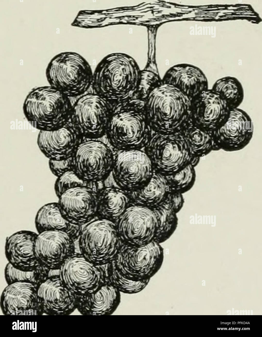 . Cyclopedia von Hardy Früchte. Obst, Obst - Kultur. 218. Campbell Früh. (XVa) Rebe kräftig, harrly, produktiv. Stöcke dicke, dunkle rötlich-braun, Oberfläche aufgeraut mit kleinen Warzen; Knoten abgeflacht; Internodien short; schießt Pubertierenden; Ranken intermittierend, kurz, Bifidum oder TRIFID. Blätter groß, dick; Nocken 3, die in der Regel ganze, Terminal eine akute; petiolar sinus Flach, breit, Basal sinus Pubertierenden; seitlich sinus Breite oder eine Kerbe; Zähne Flach, schmal. Blumen selbst fruchtbar, in Hochsaisons geöffnet; Staubblätter oben-rechts. Obst früh, hält und sliips gut. Cluster in der Regel grossen, langen, breiten, tippen Sie auf Stockfoto