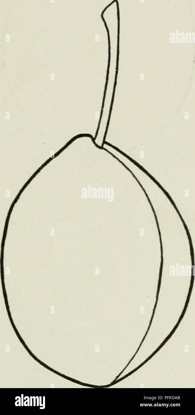 Diese Cyclopedia bietet einen umfassenden Leitfaden zu harten Obstsorten, einschließlich der Imperial Gage Pflaume. Er beschreibt die Merkmale und Anbaumethoden verschiedener Obstbäume und bietet Einblicke in deren Wachstum und Produktivität. Stockfoto