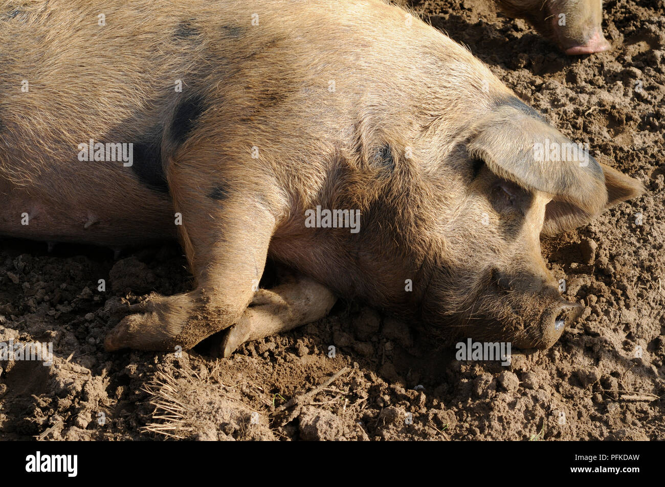 Weiblich, gefleckte Schwein liegend auf Boden, close-up, Seitenansicht Stockfoto