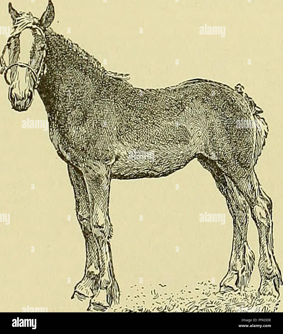 . Cyclopedia von Nutztieren. Heimische Tiere und Waren tierischen