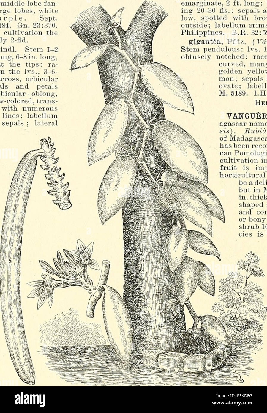 . Cyclopedia der amerikanischen Gartenbau, bestehend aus Anregungen für den Anbau von Gartenpflanzen, Beschreibungen der Arten von Obst, Gemüse, Blumen und Zierpflanzen in den Vereinigten Staaten und in Kanada verkauft, zusammen mit geographischen und Biographische Skizzen. Im Garten arbeiten. 1900 VANDA VANGUEKIA Sept. Birma. B.M. 4114. B.R. 21: 1809. Uhr 5: 193. K.H. 1850: 421. Gt. 43: 1404. G.C. XL20: 273; 111.27: 307. S.H. 2: 385. Gn. 42:870.- eine Anlage von Straggling Gewohnheit, bnt mit sehr schönen Fls. Var. Andersoni, Hort., hat der Fls. grösser und stärker gefärbt. 18. Hookeriana, Reichb. w. Stammzellen und Infusionen Stockfoto