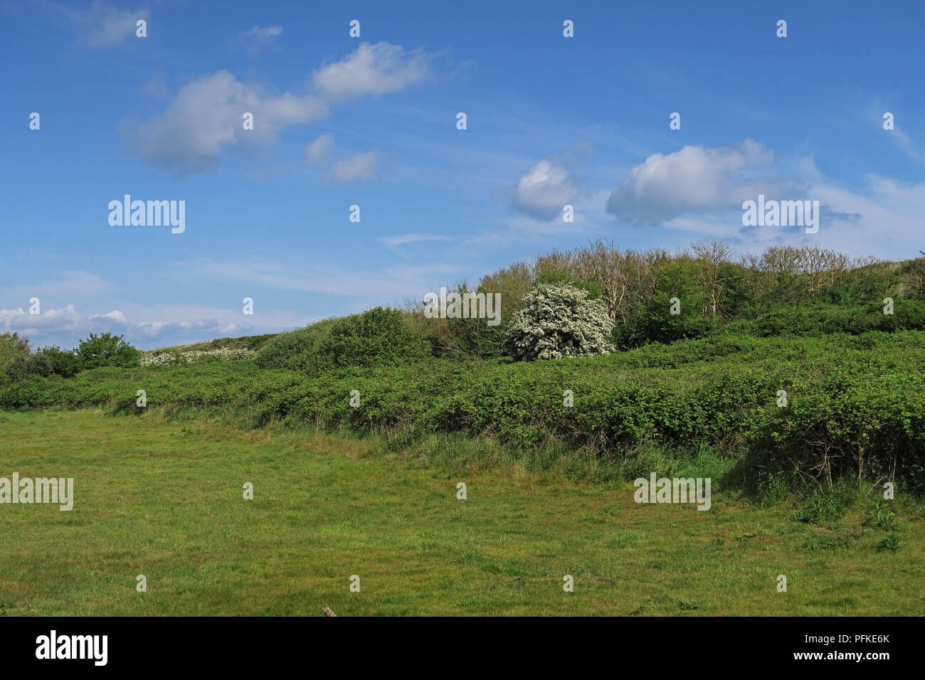 Grobe Weide hinter der Küste Sanddünen Eccles-on-Sea, Norfolk, Mai Stockfoto