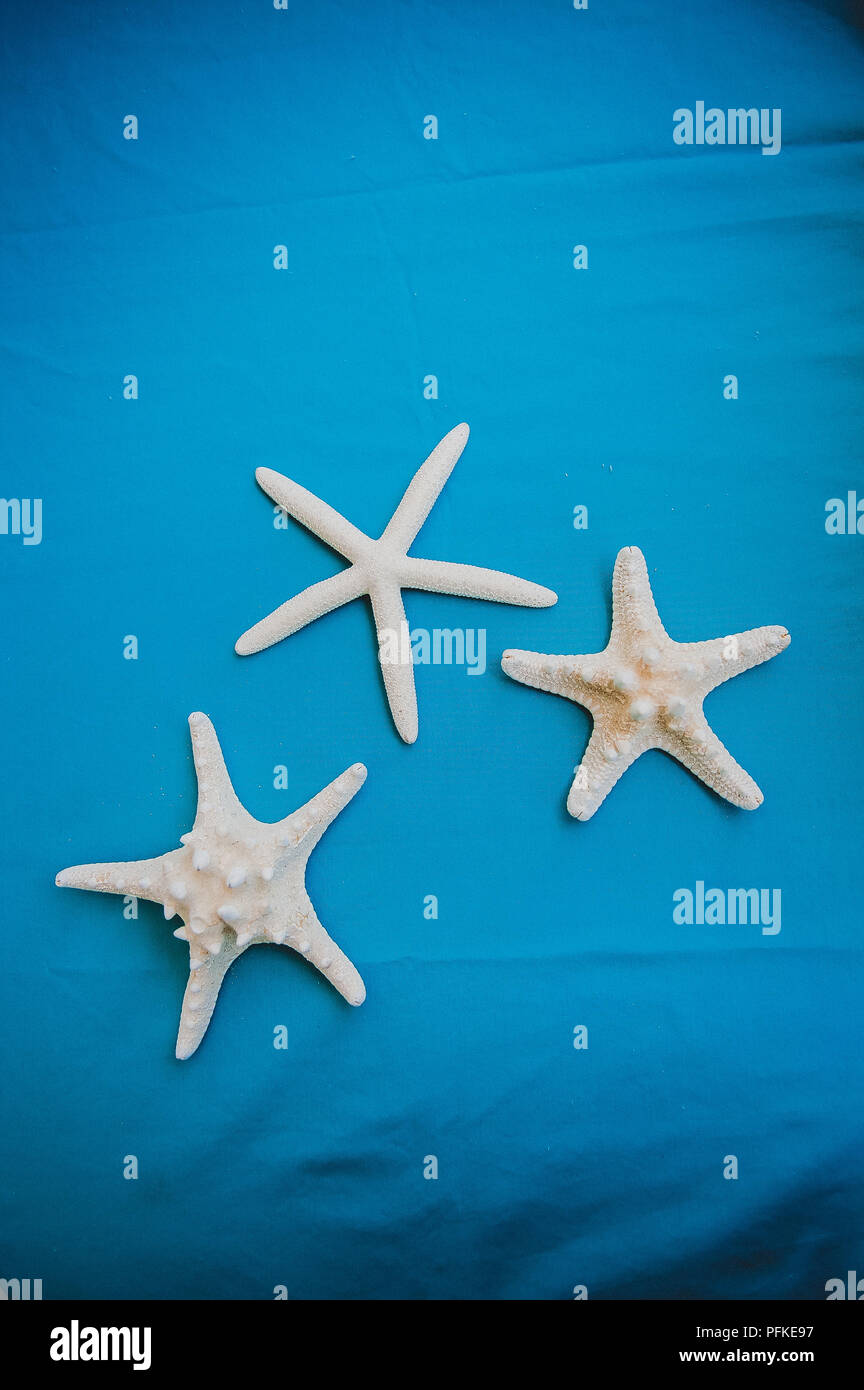 Weiße Seesterne auf einem blauen Hintergrund Stockfoto