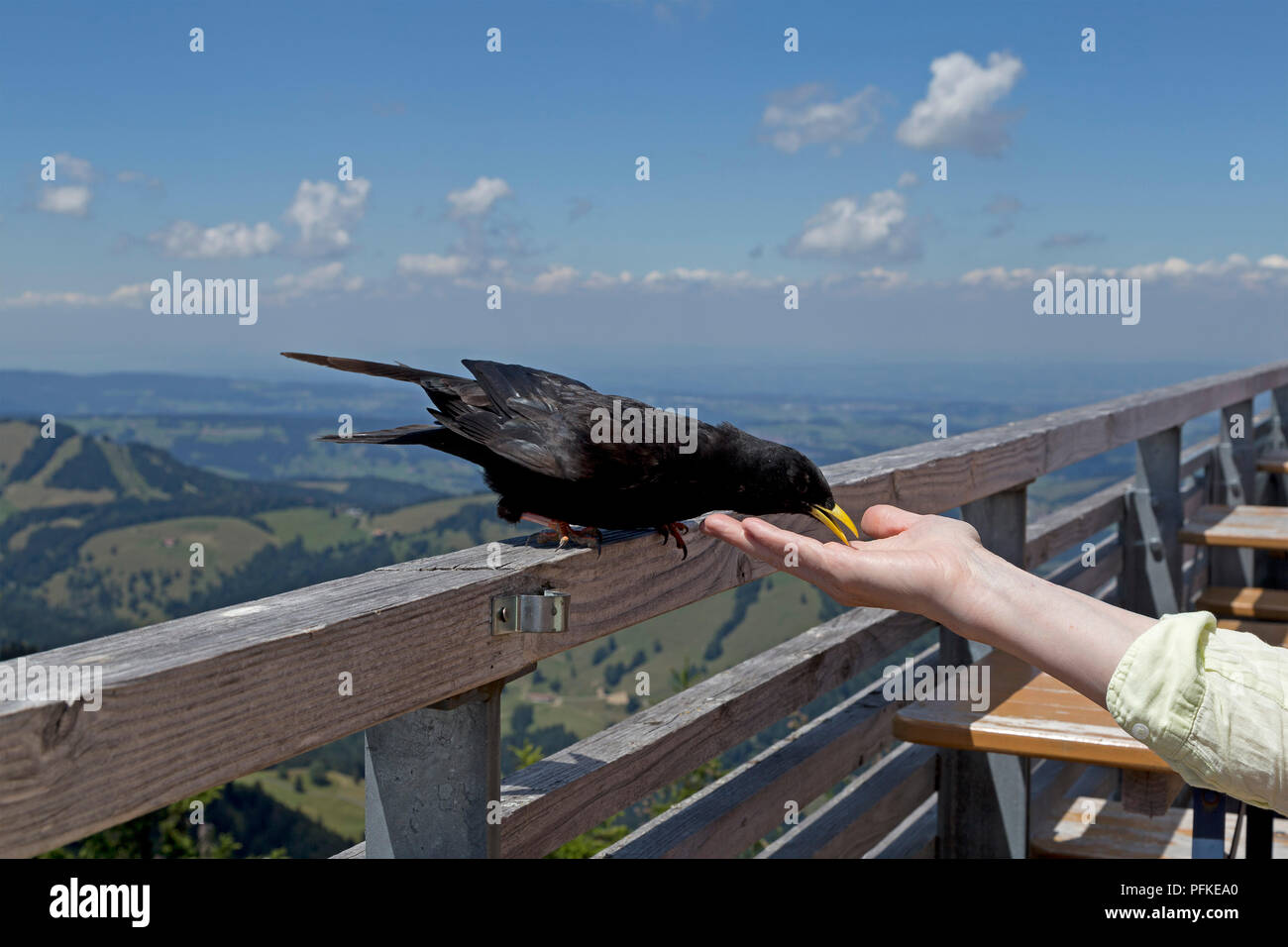 Alpine chough am Berg restaurant Hochgrat Seilbahn, Steibis, Allgäu, Bayern, Deutschland Stockfoto