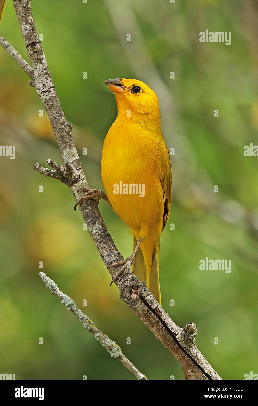 Safran Finch (Sicalis flaveola valida) erwachsenen männlichen auf Zweig Puembo, Quito, Ecuador Februar gehockt Stockfoto