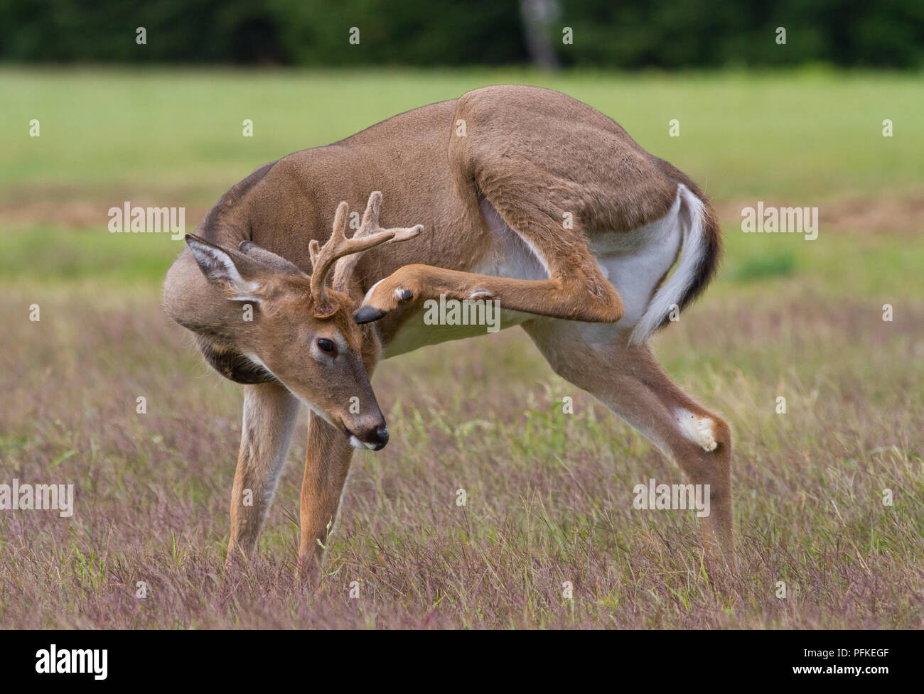Whitetail deer Buck seine Stirn Kratzen mit einem hinterbein Huf. Stockfoto