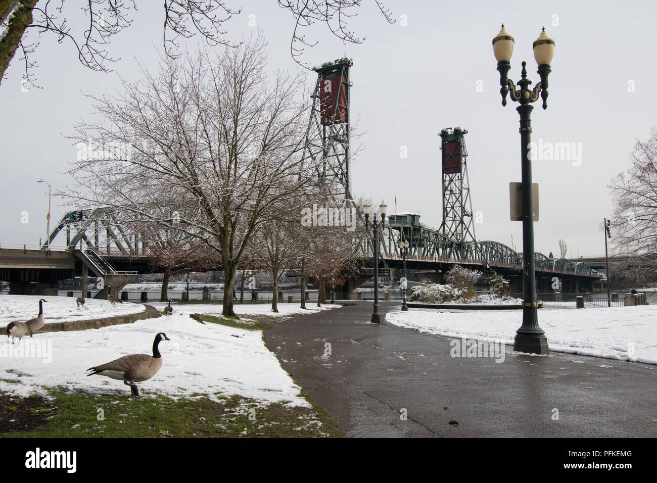 Tom McCall Waterfront Park entlang der Willamette River und der Hawthorne Bridge in Portland, Oregon, auf einen schneereichen Winter. Gänse auf Gras. Stockfoto