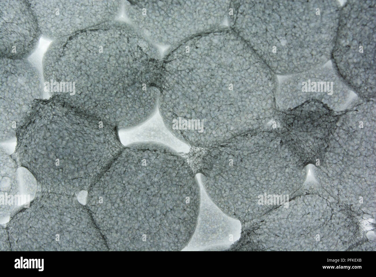 Makro Foto EPS/Styropor zeigen einige Verbindungen zwischen Polystyrol Granulat (Größen ca. 3-5 mm). Fast Bakterien - wie Gefühl zu Ihnen Stockfoto