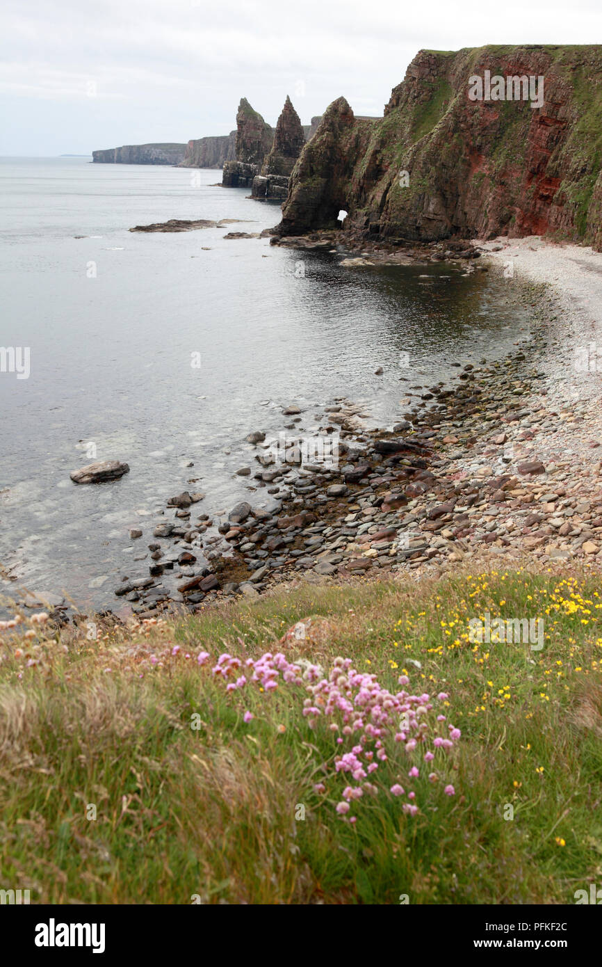 Blühende Sparsamkeit auch bekannt als Meer Sparsamkeit oder Meer Rosa oberhalb der Klippen von Duncansby Head, Caithness, Schottland wächst Stockfoto