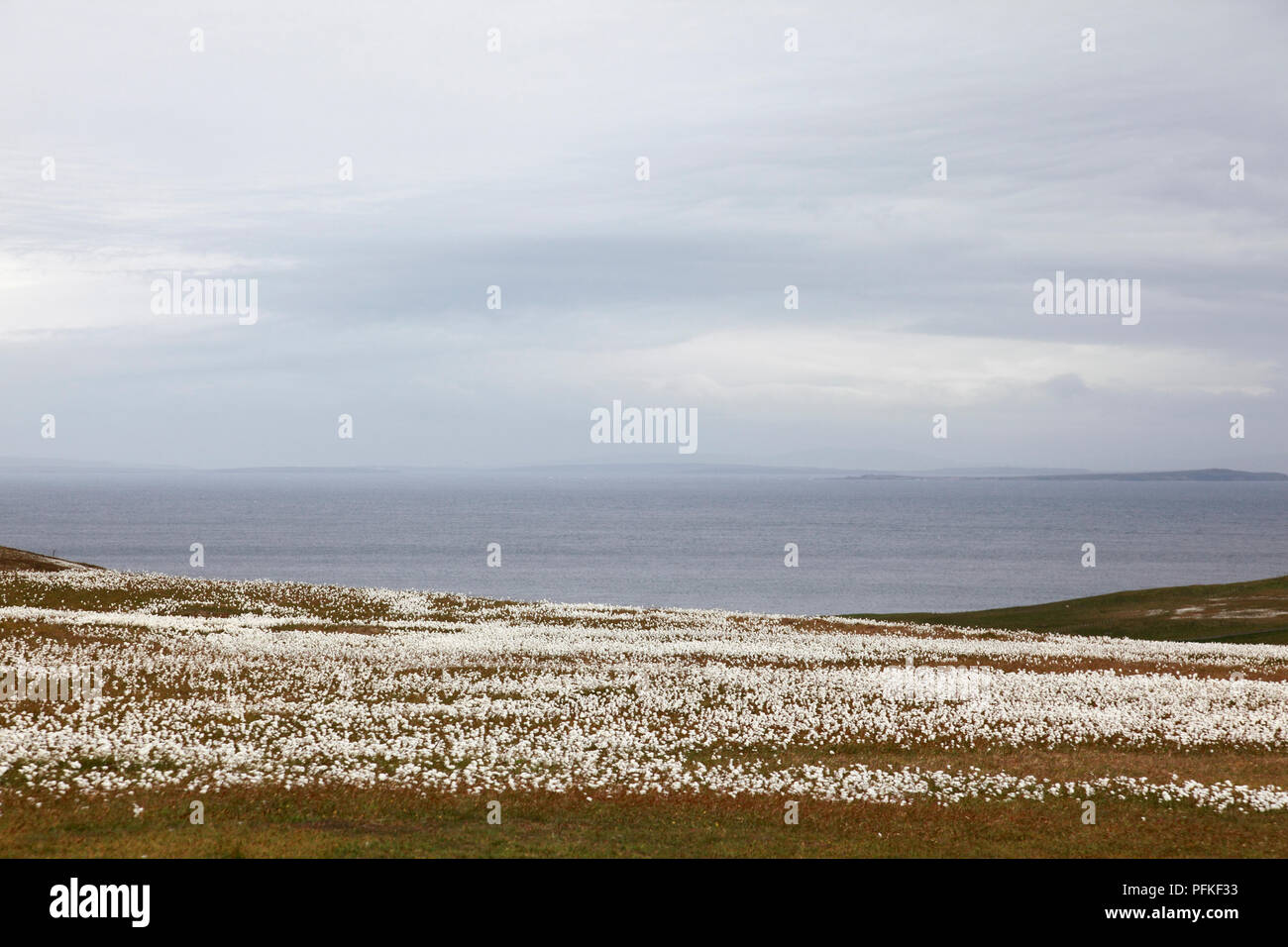08/15 Baumwolle, auch bekannt als gemeinsame Wollgras, auf Duncansby Head, Caithness, Schottland auf die Pentland Firth auf Orkney Stockfoto