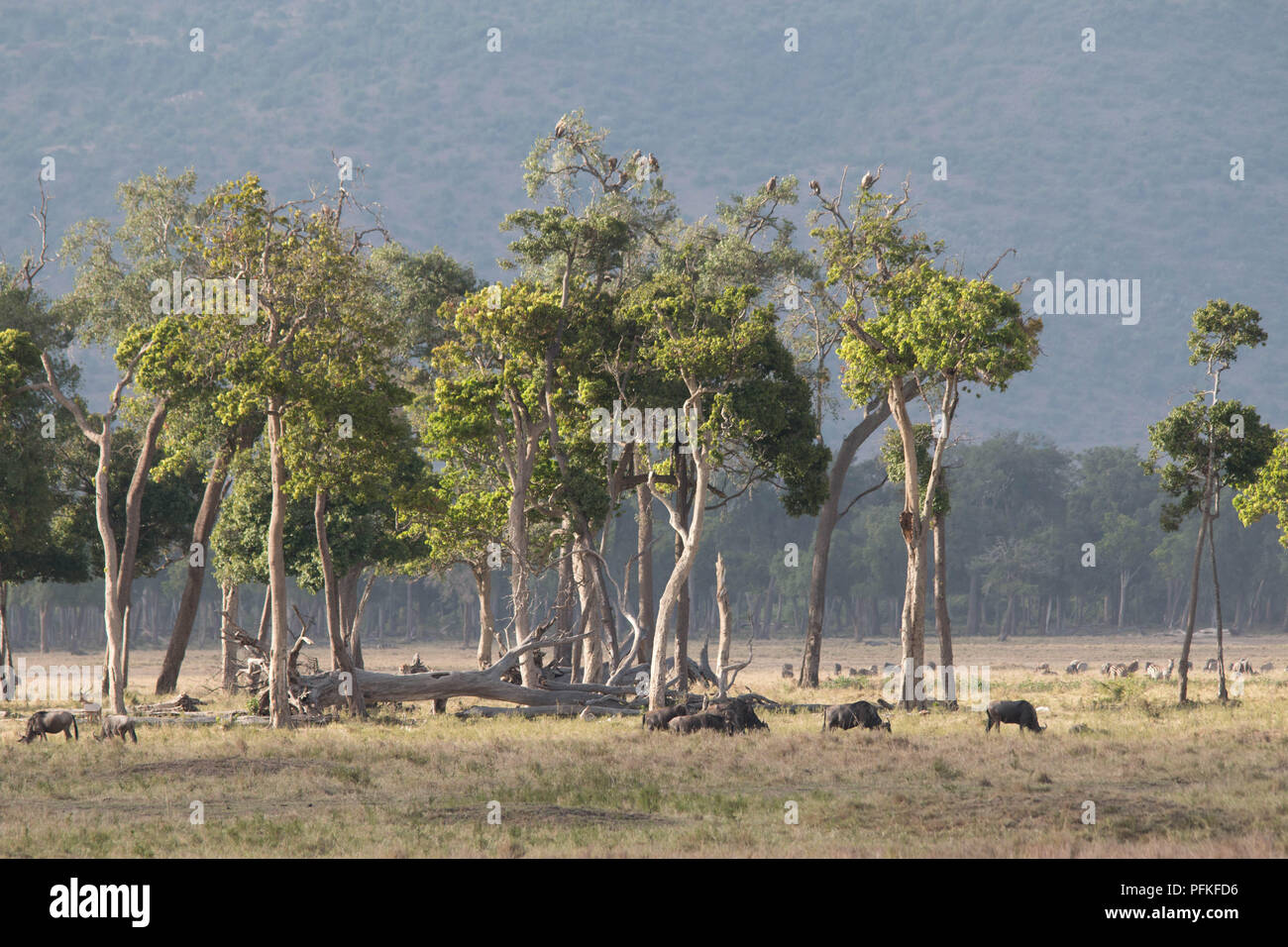 Die Masai Mara, Kenia, Game Safari Stockfoto