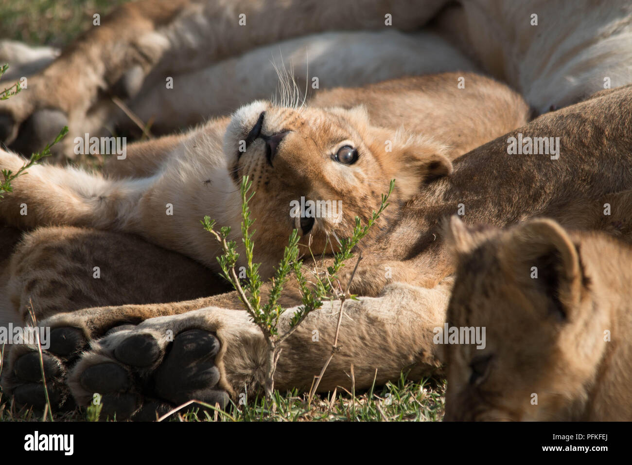 Die Masai Mara, Kenia, Game Safari Stockfoto