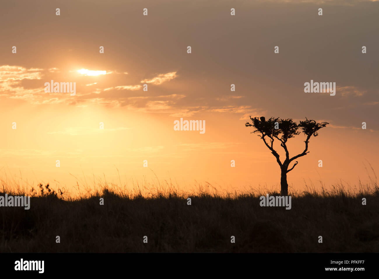 Die Masai Mara, Kenia, Game Safari Stockfoto