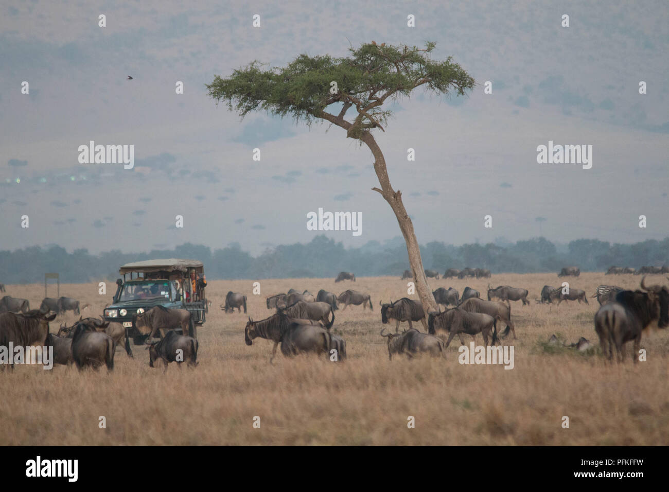 Die Masai Mara, Kenia, Game Safari Stockfoto