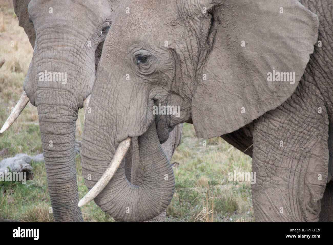 Die Masai Mara, Kenia, Game Safari Stockfoto