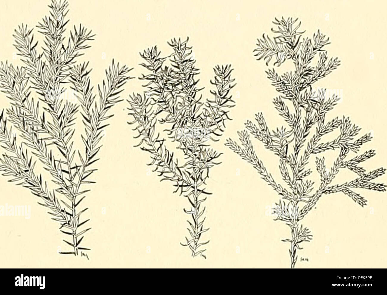 . Cyclopedia der amerikanischen Gartenbau, bestehend aus Anregungen für den Anbau von Gartenpflanzen, Beschreibungen der Arten von Obst, Gemüse, Blumen und Zierpflanzen in den Vereinigten Staaten und in Kanada verkauft, zusammen mit geographischen und Biographische Skizzen. Im Garten arbeiten. BETINISPORA BHAMNUS 1509 Winter: Tipps des branchlets Nicken: Ivs. voll, Verbreitung, sehr weich, bläulich grün oben, silbrig weiß unten. Die meisten Zier- und anmutigen und das bekannteste dieser Jugendlichen formen. Die zwischenform var. plumdsa, Beissn. "&Amp;Hochst. {Ffetittispora Plumosa), hat kleinere, s Stockfoto . Cyclopedia der amerikanischen Gartenbau, bestehend aus Anregungen für den Anbau von Gartenpflanzen, Beschreibungen der Arten von Obst, Gemüse, Blumen und Zierpflanzen in den Vereinigten Staaten und in Kanada verkauft, zusammen mit geographischen und Biographische Skizzen. Im Garten arbeiten. BETINISPORA BHAMNUS 1509 Winter: Tipps des branchlets Nicken: Ivs. voll, Verbreitung, sehr weich, bläulich grün oben, silbrig weiß unten. Die meisten Zier- und anmutigen und das bekannteste dieser Jugendlichen formen. Die zwischenform var. plumdsa, Beissn. "&Amp;Hochst. {Ffetittispora Plumosa), hat kleinere, s Stockfoto