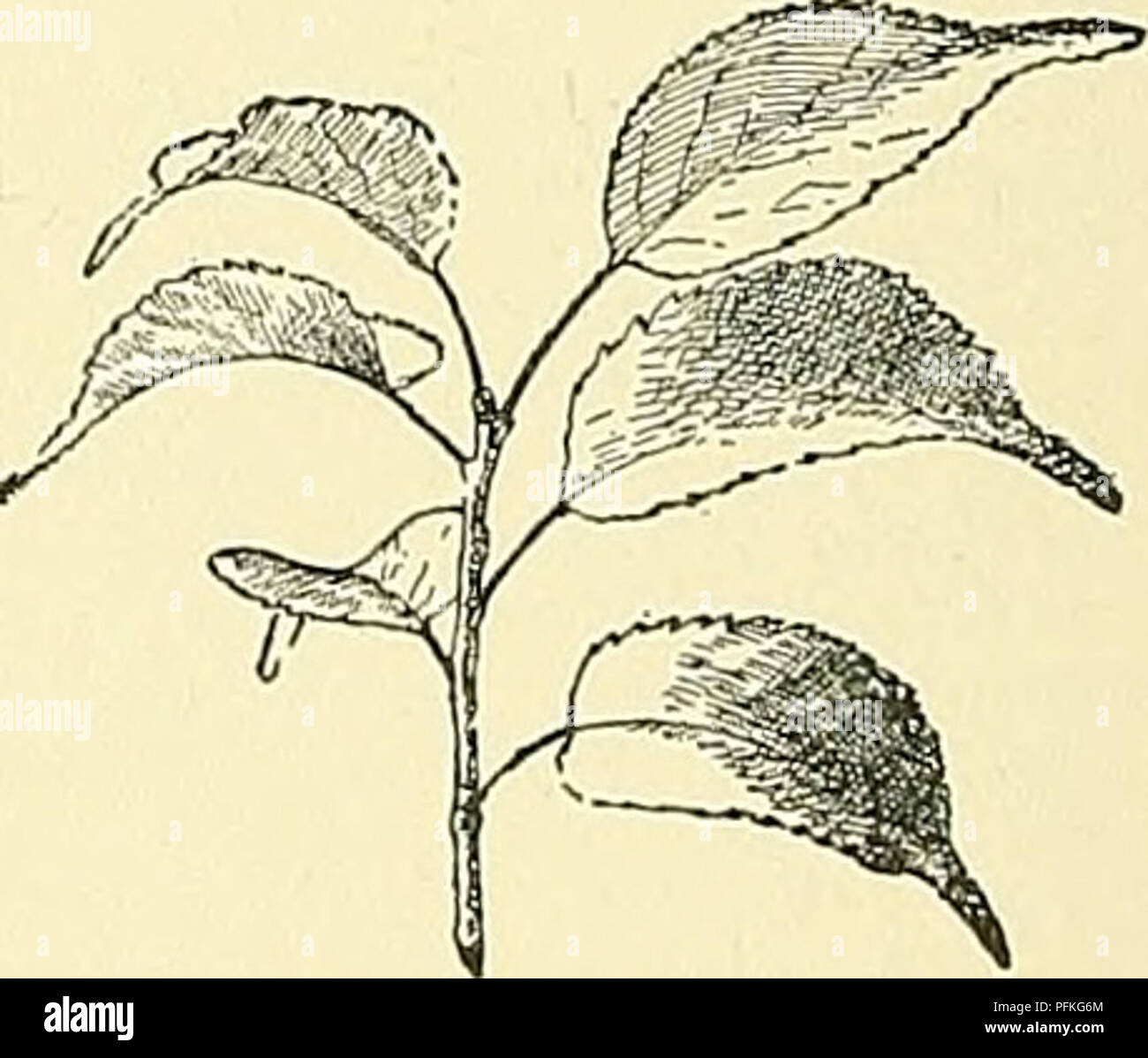 . Cyclopedia der amerikanischen Gartenbau, bestehend aus Anregungen für den Anbau von Gartenpflanzen, Beschreibungen der Arten von Obst, Gemüse, Blumen und Zierpflanzen in den Vereinigten Staaten und in Kanada verkauft, zusammen mit geographischen und Biographische Skizzen. Im Garten arbeiten. 1446 PRUNUS PRUNUS INDEX, um die lateinischen Namen. acida, 28. fruticosa, 18., 25. Acutifolia panieulata, 5. Gal. iteusis, 7. Pedunculata", 39. Alberti, 31. Georgica, 37. Pendula, 18, 24, 27, Allegheniensis glandilosa, 11., 13. 29. Americana, 10. Griech., 13. Pennsylvanica, 21. Biflorus, 41. Gvavesii. 13. Persica, 42. Stockfoto