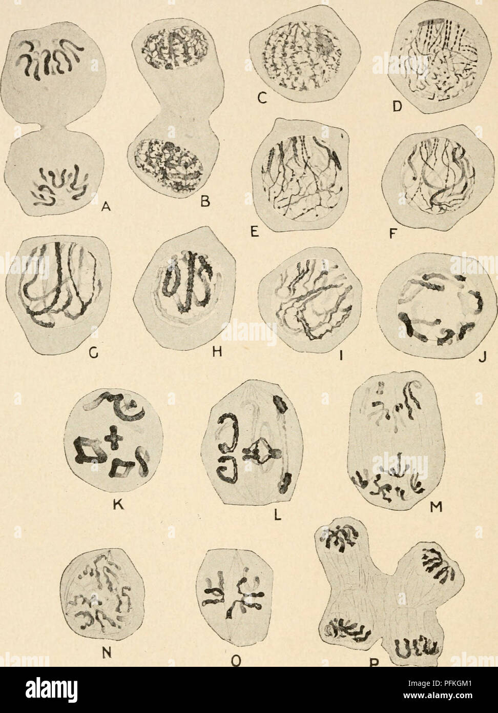Dieser Text untersucht die Struktur und Funktion des Metazoankerns in Zellen und bietet detaillierte Darstellungen von Chromosomenbereichen und Stadien der Zellteilung. Es dient als Ressource zum Verständnis zellulärer Prozesse, insbesondere im Kontext von Meiose und Mitose. Stockfoto