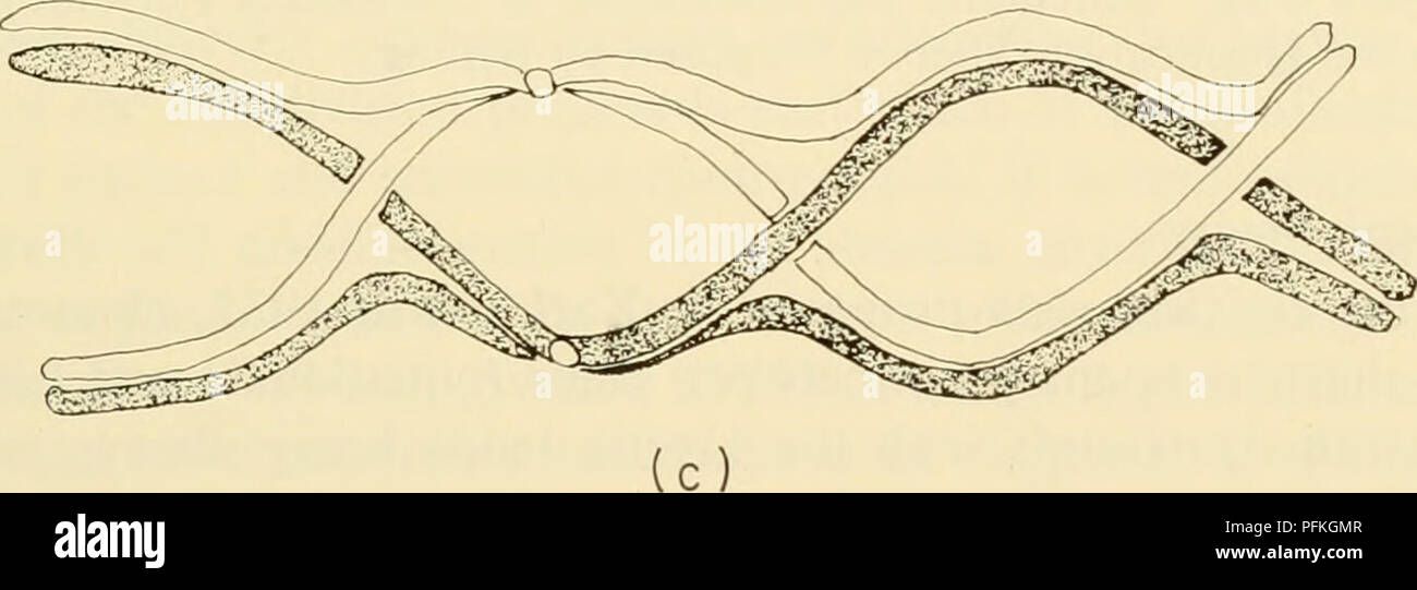 . Zytologie. Zytologie. Abbildung 6-9: Schematische Darstellung der chiasmata Formation: (a) Relationship von homologen Chromosomen vor chiasmata Bildung; b) Bildung von chiasmata durch Bruch und Wiedereintritt der Chromatiden; (c) Clas-physikalischen Mechanismus der chiasmata Formation, wie von Sax vorgeschlagen (1932). Vervielfältigung Theorie Verdopplung der Chromosomen durch Längs- Beitritt Der chromomeres, die, wenn sie Zusammentreffen von homologen auftritt, ist in der homologen Chromosomen aus anstatt von der MECHANIK UND PHYSIOLOGIE DER ZELLTEILUNG/153 führen kann. Bitte beachten Sie, dass diese Bild Stockfoto