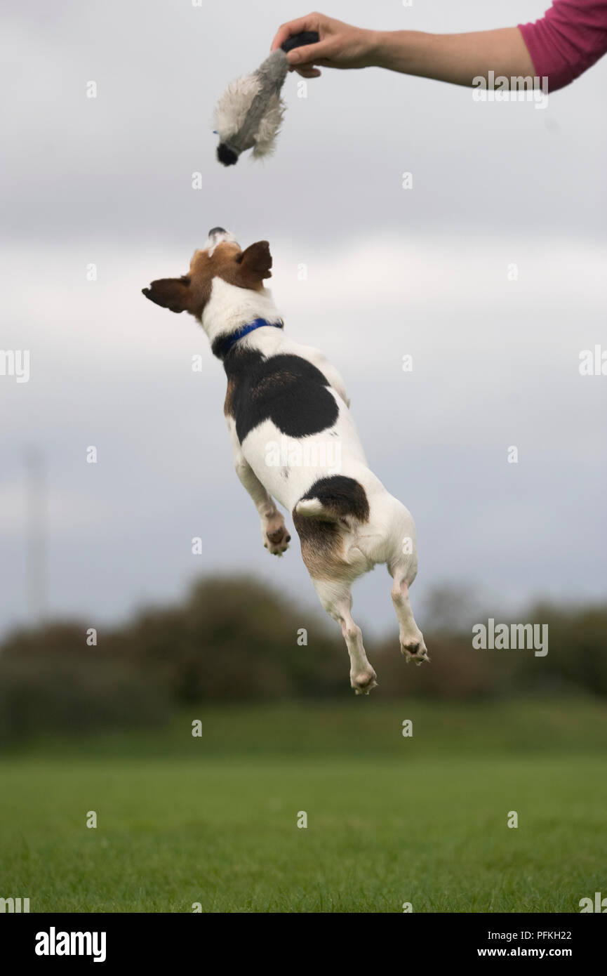 Kleine, gemischte Rasse Hund springen in die Luft, die versuchen, ein Objekt durch die Hand einer Frau gehalten zu fangen, close-up Stockfoto