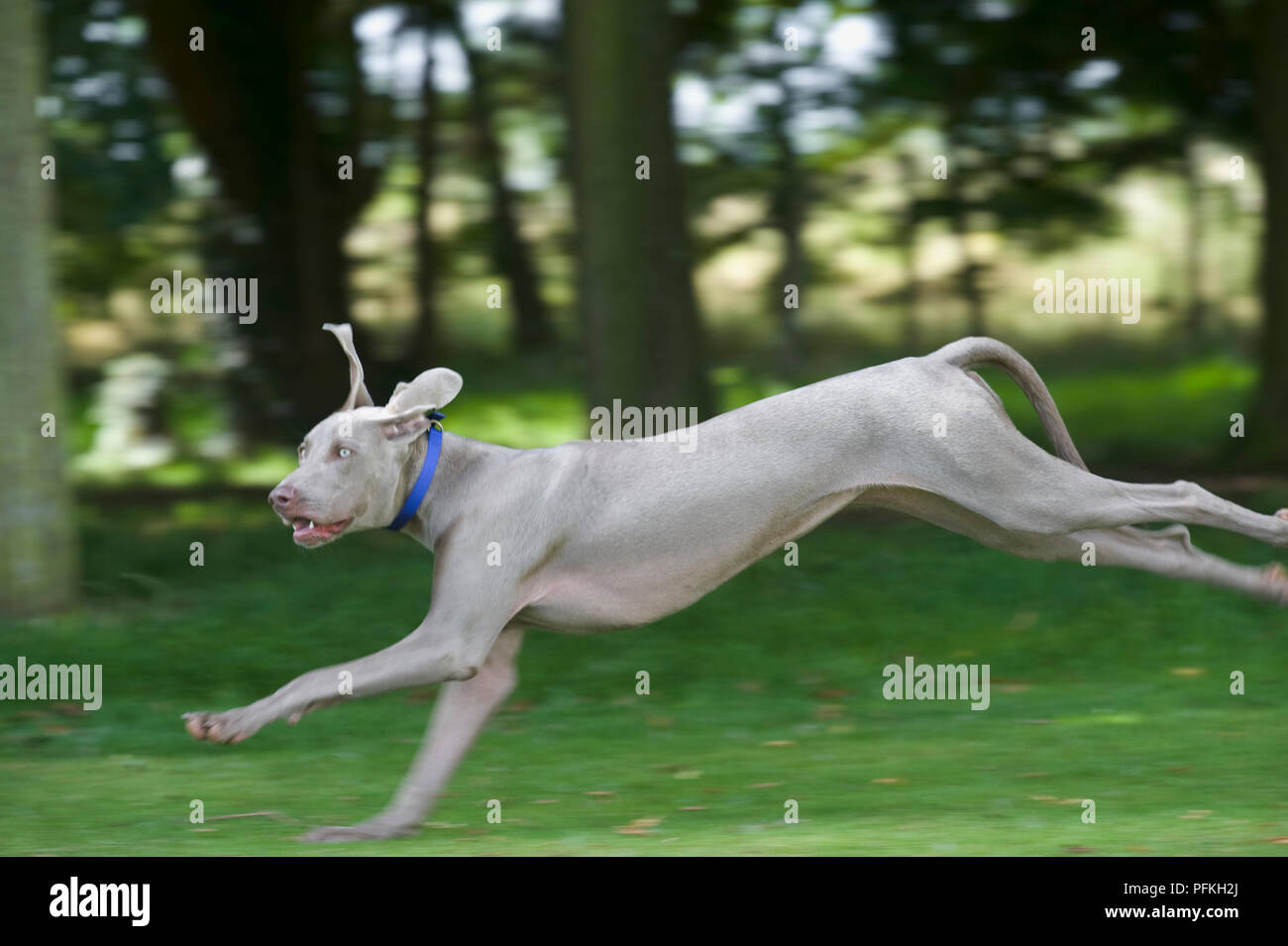 Weimaraner bounding über Gras Stockfoto