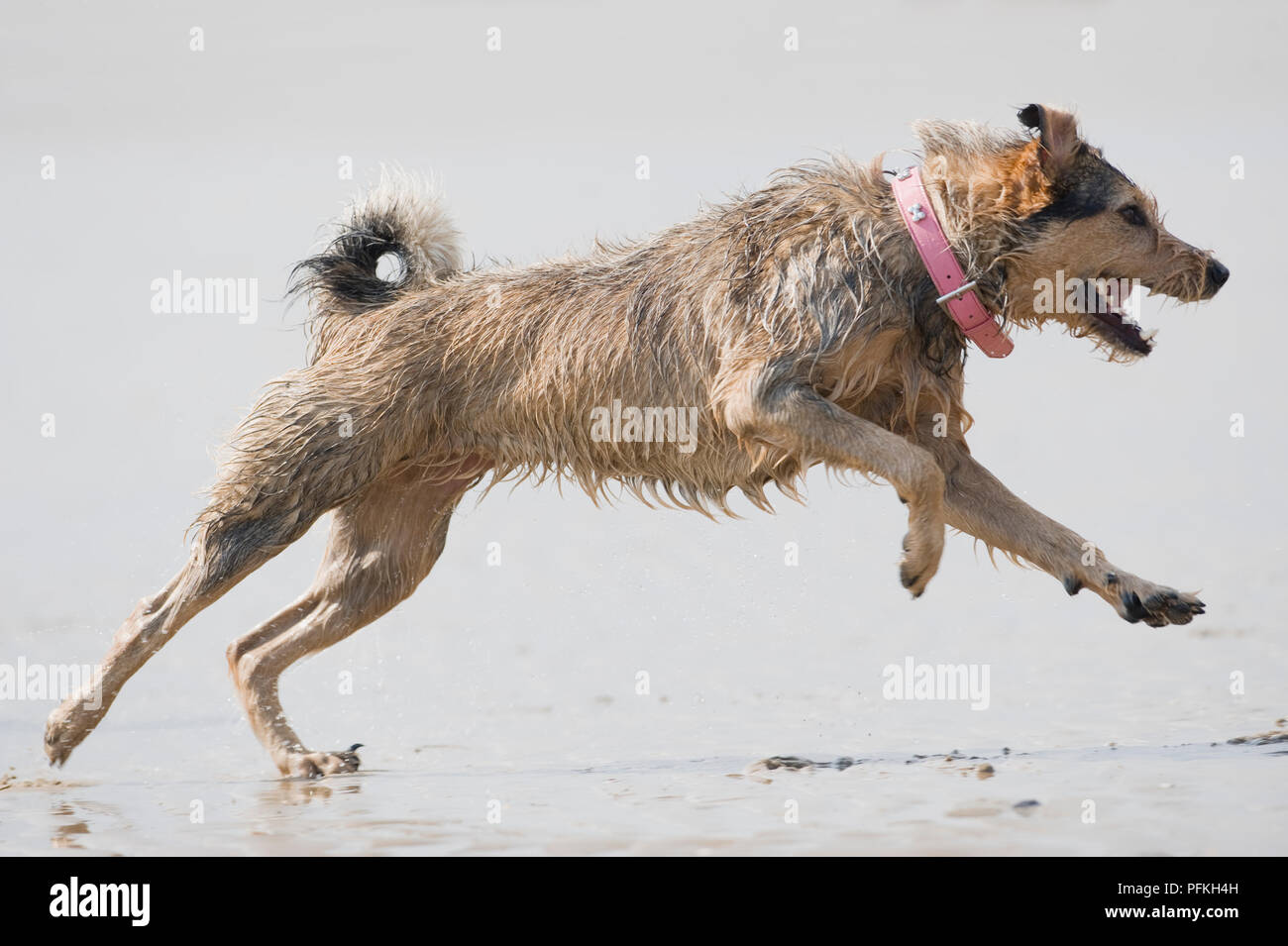 Mischlingen in Strand bei Ebbe läuft, Seitenansicht Stockfoto