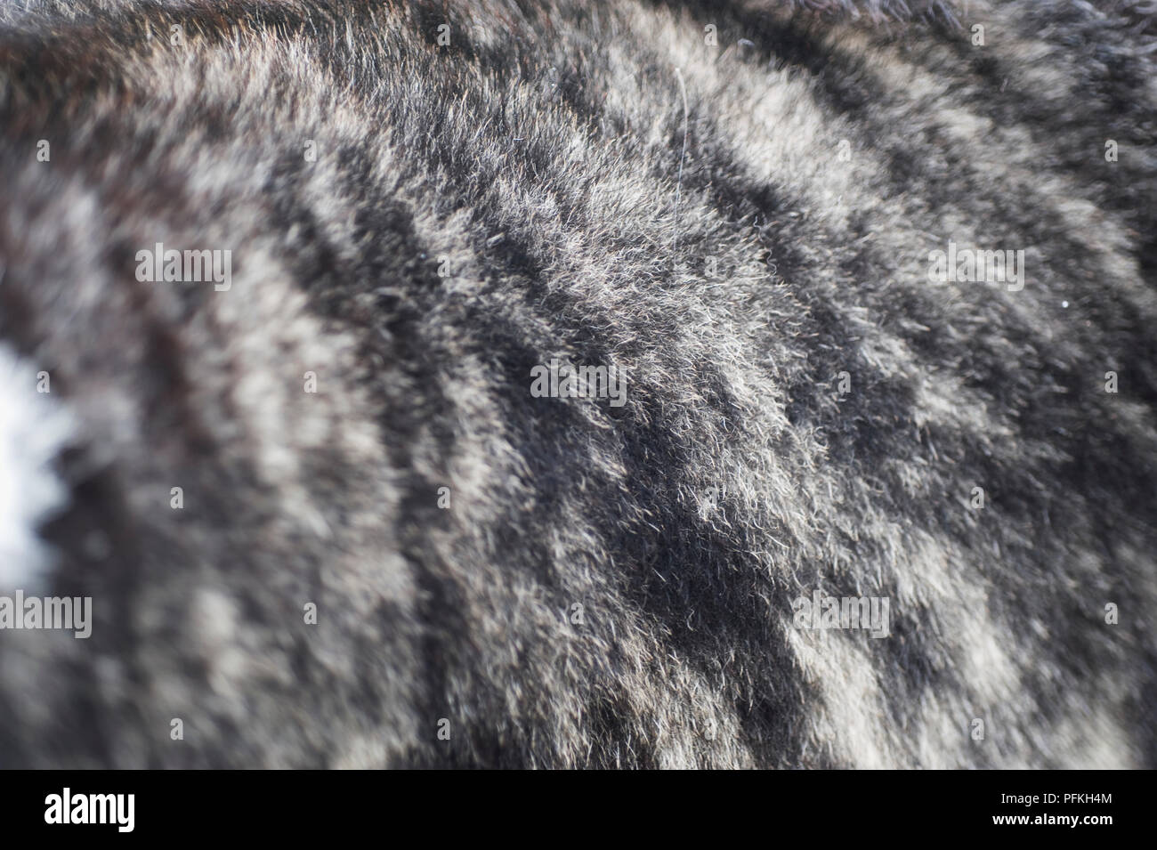 Rauhes Fell Typ Stockfoto