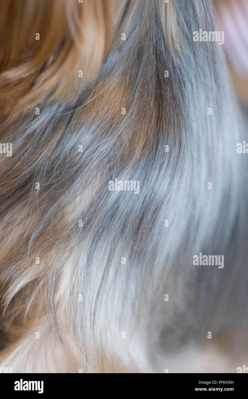 Kurzhaar Typ Stockfoto