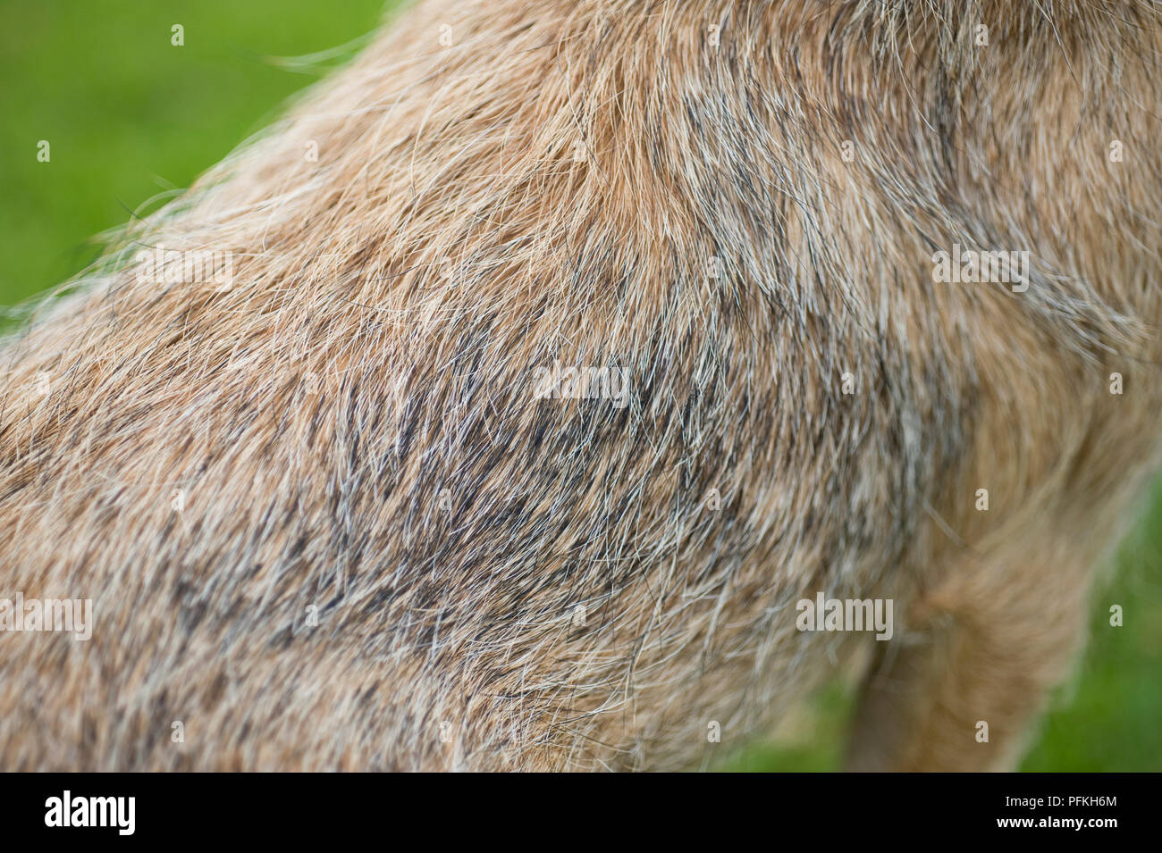 Drahtige Fell Typ Stockfoto