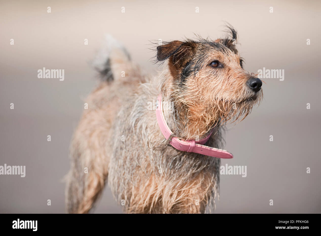 Grau-braun Mischling Hund mit nassen Mantel, tragen rosa Leder Halsband, Nahaufnahme, weg schauen Stockfoto