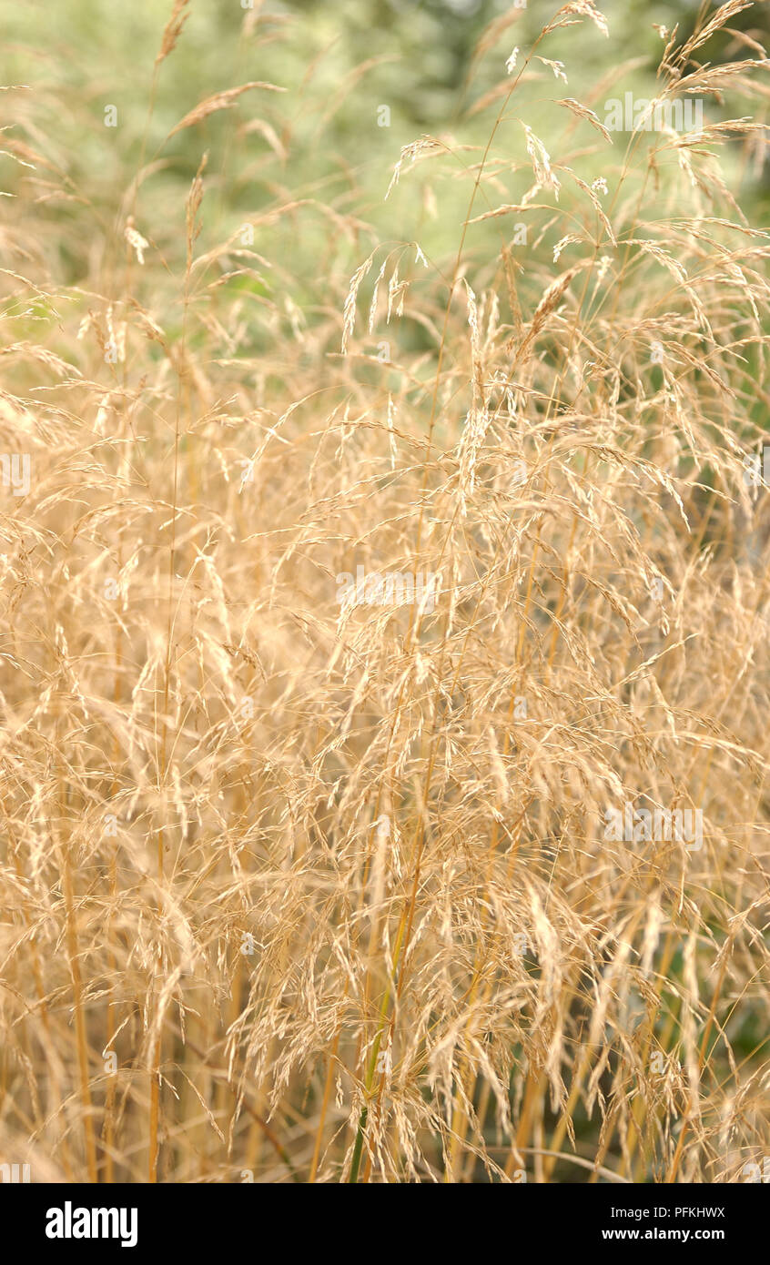 Deschampsia cespitosa 'Goldtau' (Tussock Gras), goldfarbenem, Gras, Nahaufnahme Stockfoto