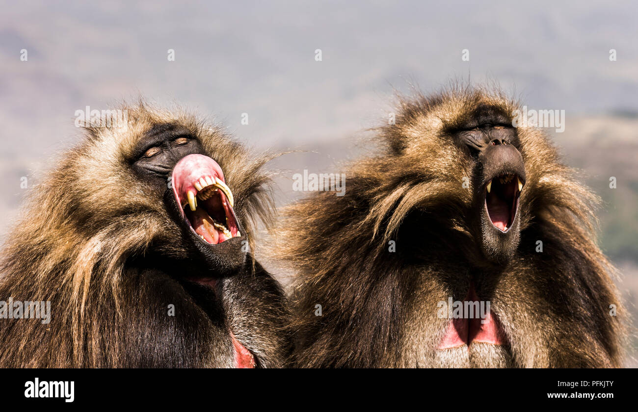 Gelada Baboons baring Zähne in die simien (semien) Mountains National Park, Äthiopien, Afrika Stockfoto
