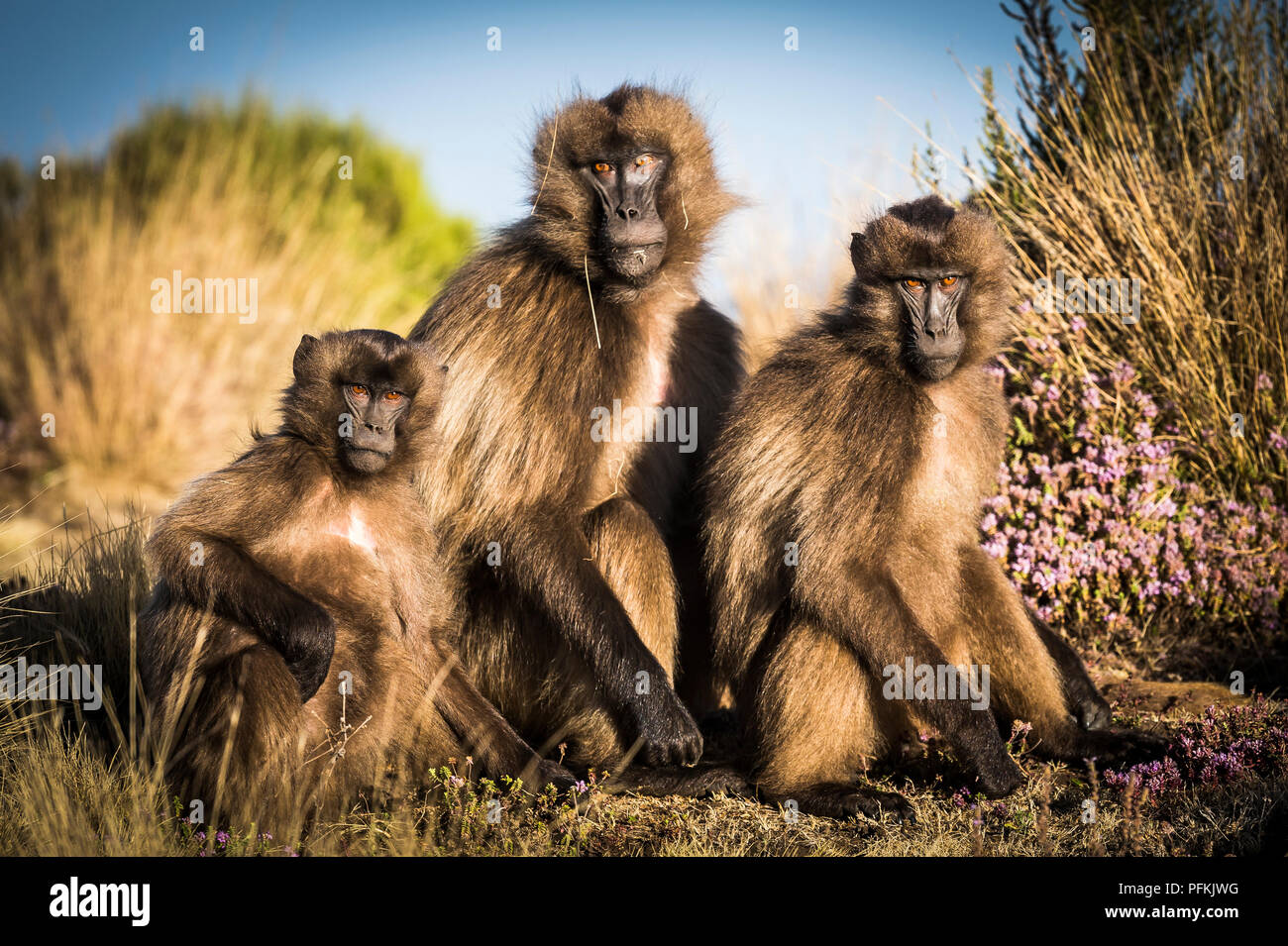 Gelada Baboons im Simien Mountains National Park, Äthiopien, Afrika Stockfoto