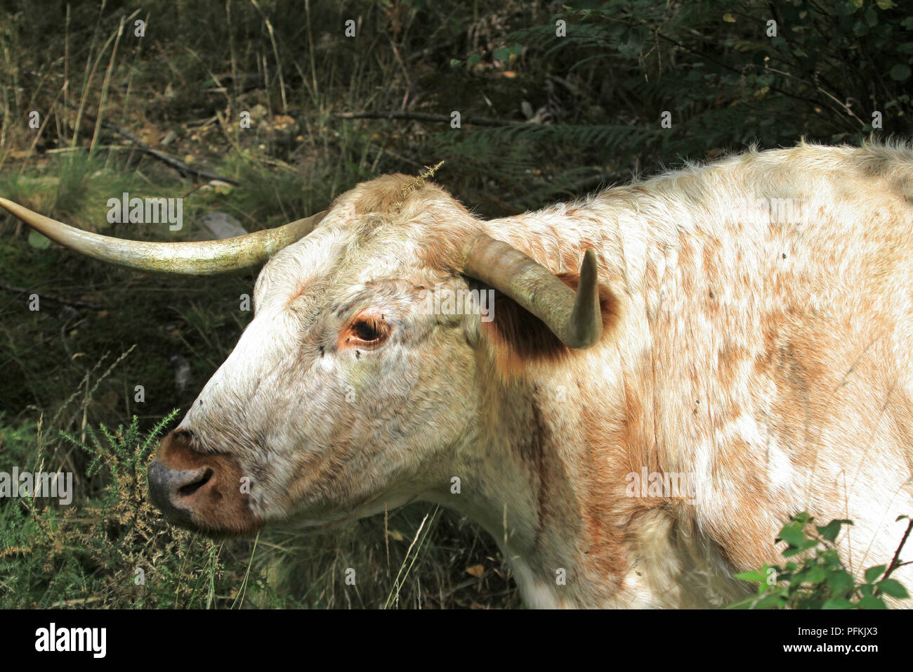 English Longhorn-Rinder Stockfoto