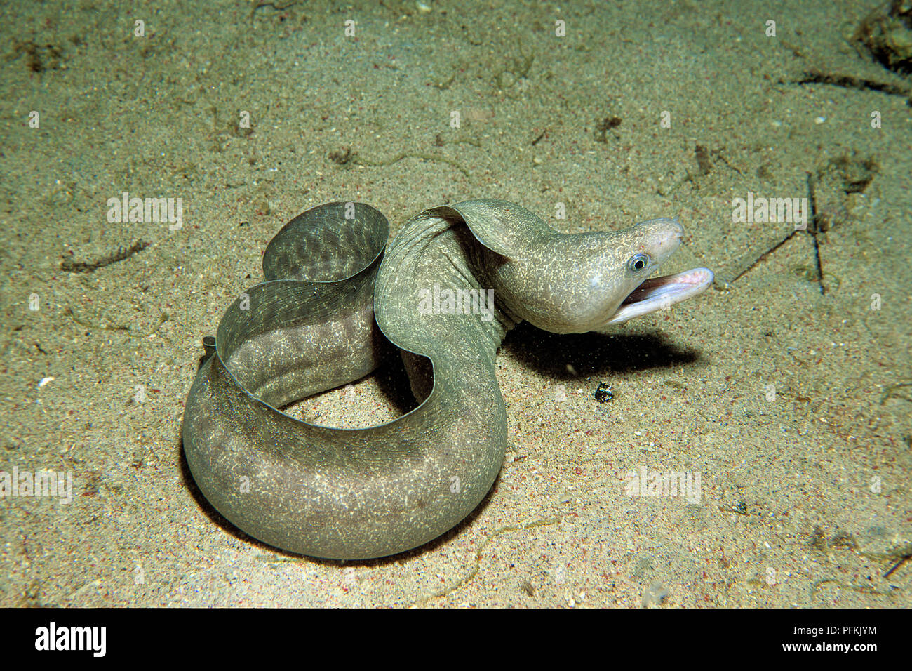 Muränen (Muraenidae), Verlegung auf Meeresboden, Sabang Beach, Puerto Galera, Mindoro, Philippinen Stockfoto
