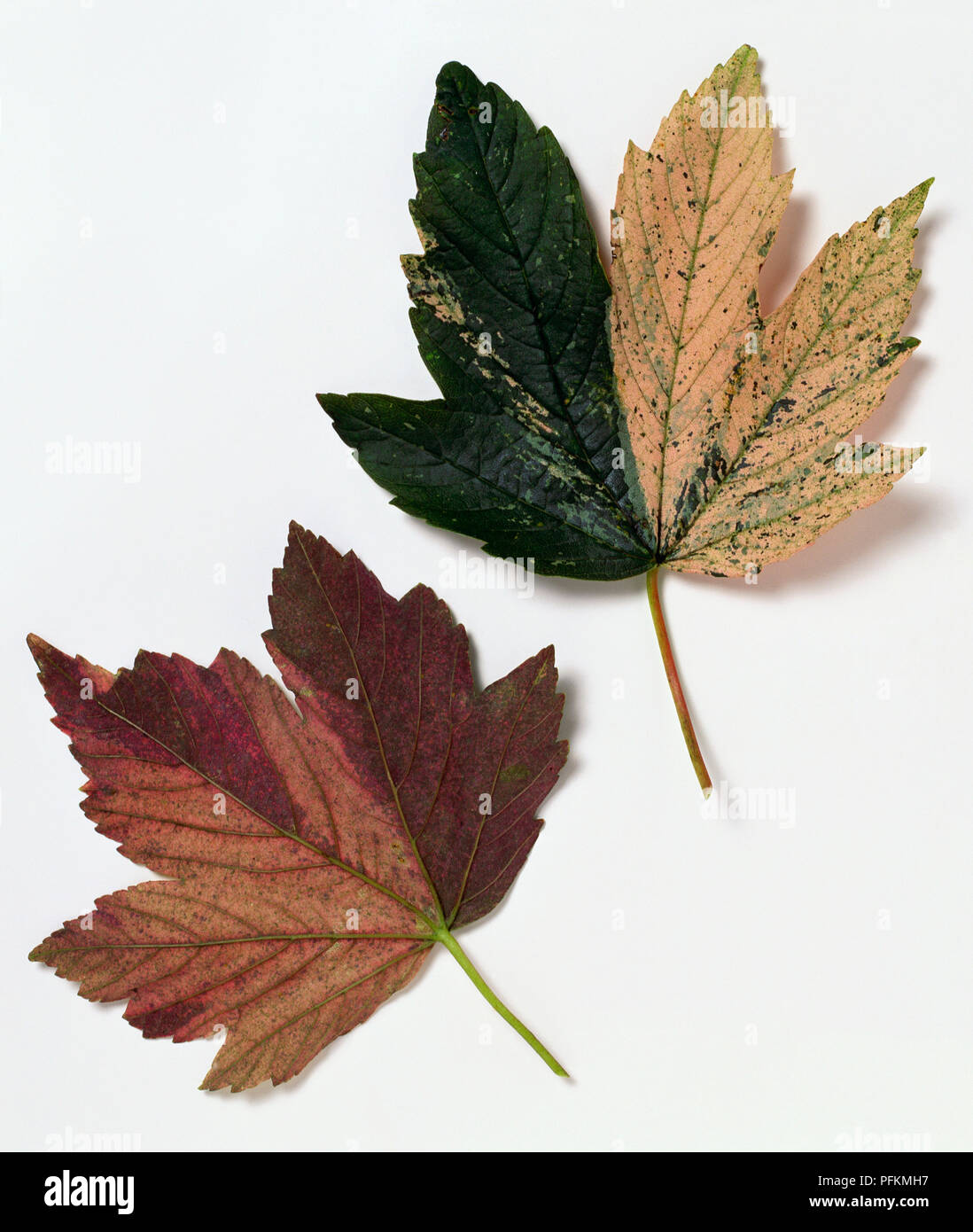 Von Acer pseudoplatanus 'Nizetii' (Bergahorn) Blätter Stockfoto