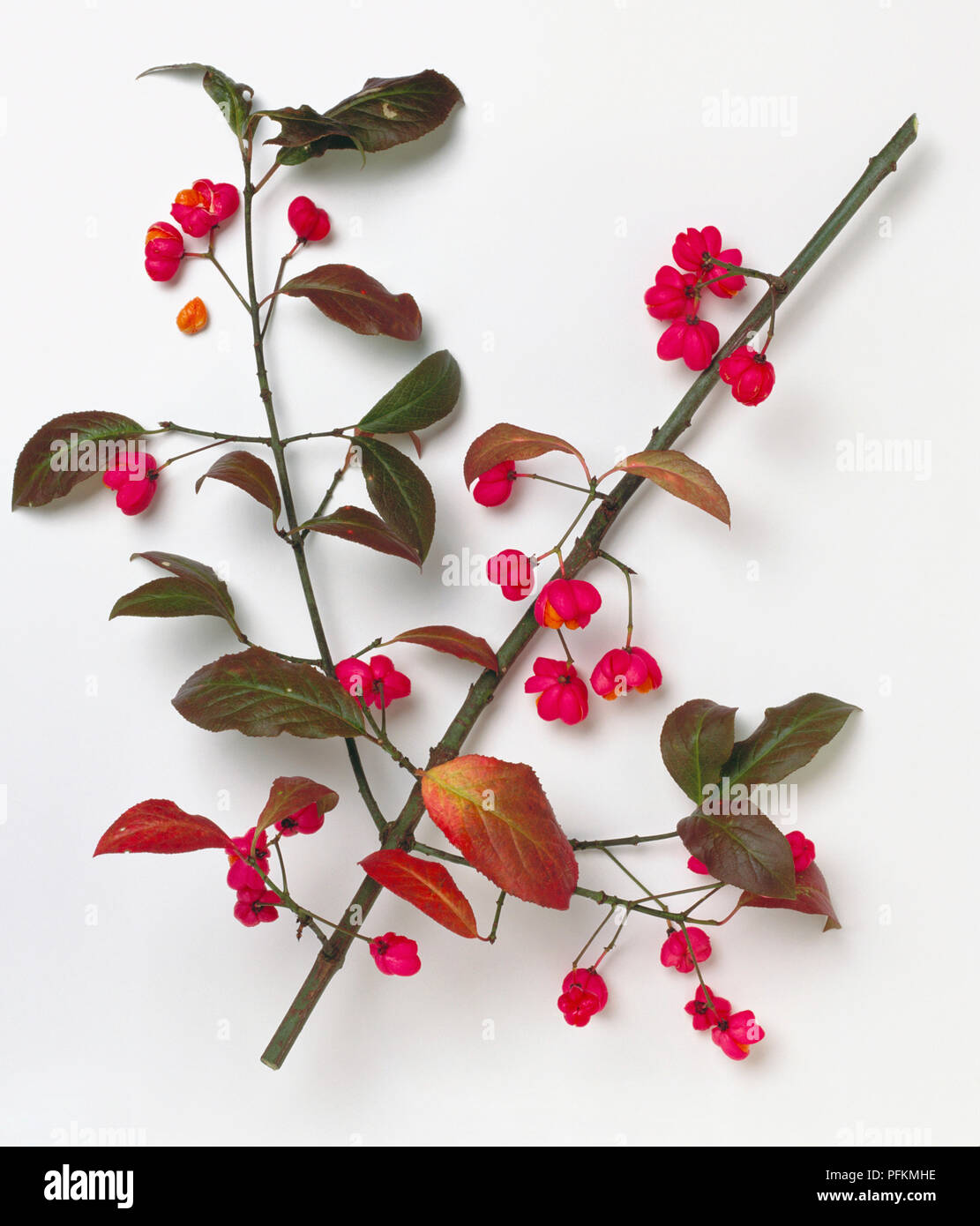 Euonymus europaeus (Spindel), kleine grüne Blätter und rote Früchte auf branchlet Stockfoto