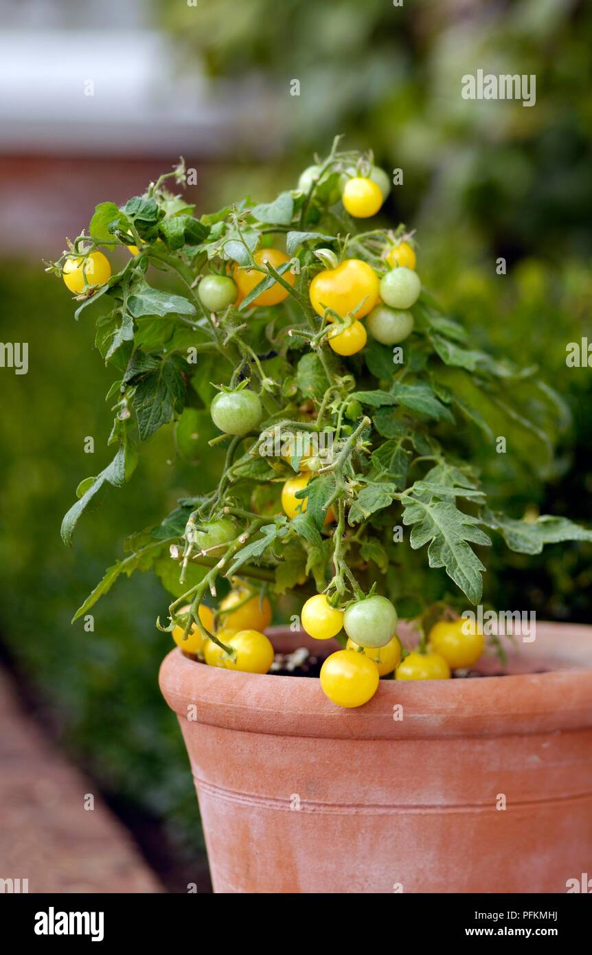 Gelbe Tomate im Blumentopf wachsen Stockfoto