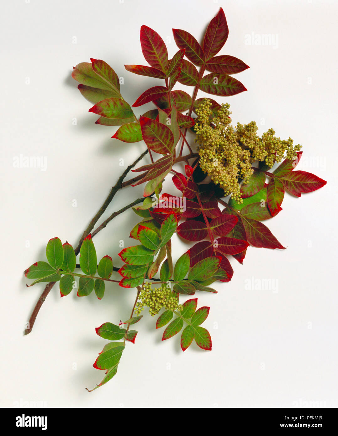 Rhus copallina (Zwerg Sumach), kleine rote und grüne Blätter und Cluster der kleine grüne Blüten am Stengel Stockfoto