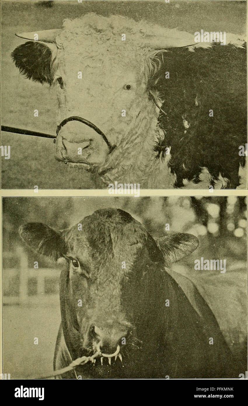 Dieser Eintrag in der Zyklopädie veranschaulicht verschiedene Rinderarten, indem er den Hereford-Bullen und den Aberdeen-Angus-Bullen vergleicht. Sie enthält wichtige Merkmale jeder Rasse für Landwirte und Viehhalter. Stockfoto