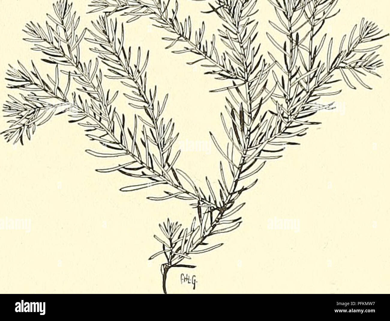 . Cyclopedia der amerikanischen Gartenbau, bestehend aus Anregungen für den Anbau von Gartenpflanzen, Beschreibungen der Arten von Obst, Gemüse, Blumen und Zierpflanzen in den Vereinigten Staaten und in Kanada verkauft, zusammen mit geographischen und Biographische Skizzen. Im Garten arbeiten. Gt. 42, S. 5.39. Var. Vervaeneina, Henk. &Amp; Hochst. Kleiner und Dichter Gewohnheit als der Typ: branchlets slenderer, mit gelblicher Laub, bronzy im Winter. Var. Wagneriina, Beissn. (Var. VSrsmanni, Hort.). Von runder Form, die seine helle grüne Farbe während der Mit â", V.A.-'^* l'l-r' v/^ Xp. 250 Stockfoto . Cyclopedia der amerikanischen Gartenbau, bestehend aus Anregungen für den Anbau von Gartenpflanzen, Beschreibungen der Arten von Obst, Gemüse, Blumen und Zierpflanzen in den Vereinigten Staaten und in Kanada verkauft, zusammen mit geographischen und Biographische Skizzen. Im Garten arbeiten. Gt. 42, S. 5.39. Var. Vervaeneina, Henk. &Amp; Hochst. Kleiner und Dichter Gewohnheit als der Typ: branchlets slenderer, mit gelblicher Laub, bronzy im Winter. Var. Wagneriina, Beissn. (Var. VSrsmanni, Hort.). Von runder Form, die seine helle grüne Farbe während der Mit â", V.A.-'^* l'l-r' v/^ Xp. 250 Stockfoto