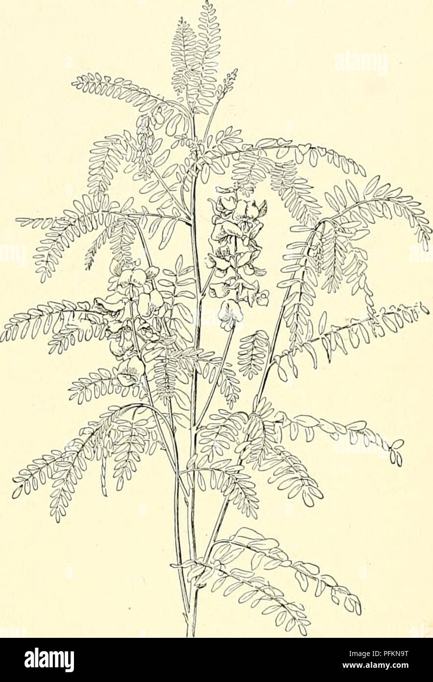 . Cyclopedia der amerikanischen Gartenbau, bestehend aus Anregungen für den Anbau von Gartenpflanzen, Beschreibungen der Arten von Obst, Gemüse, Blumen und Zierpflanzen in den Vereinigten Staaten und in Kanada verkauft, zusammen mit geographischen und Biographische Skizzen. Im Garten arbeiten. SWAINSONA süssen Kräuter 1751 australischen undershrubs und Kräutern, abweichende Colutea cliiefly in kleineren Statur und Fsme großen seitlichen Stigma. Blumen pea-wie, in Axillären Blütenstände, Lila, Blau, Rot, Gelb oder Weiß, oft auffällige; Standard- oder vexillura Groß und protzig, Orbicular; Flügel länglich, verdreht oder falcate Stockfoto . Cyclopedia der amerikanischen Gartenbau, bestehend aus Anregungen für den Anbau von Gartenpflanzen, Beschreibungen der Arten von Obst, Gemüse, Blumen und Zierpflanzen in den Vereinigten Staaten und in Kanada verkauft, zusammen mit geographischen und Biographische Skizzen. Im Garten arbeiten. SWAINSONA süssen Kräuter 1751 australischen undershrubs und Kräutern, abweichende Colutea cliiefly in kleineren Statur und Fsme großen seitlichen Stigma. Blumen pea-wie, in Axillären Blütenstände, Lila, Blau, Rot, Gelb oder Weiß, oft auffällige; Standard- oder vexillura Groß und protzig, Orbicular; Flügel länglich, verdreht oder falcate Stockfoto