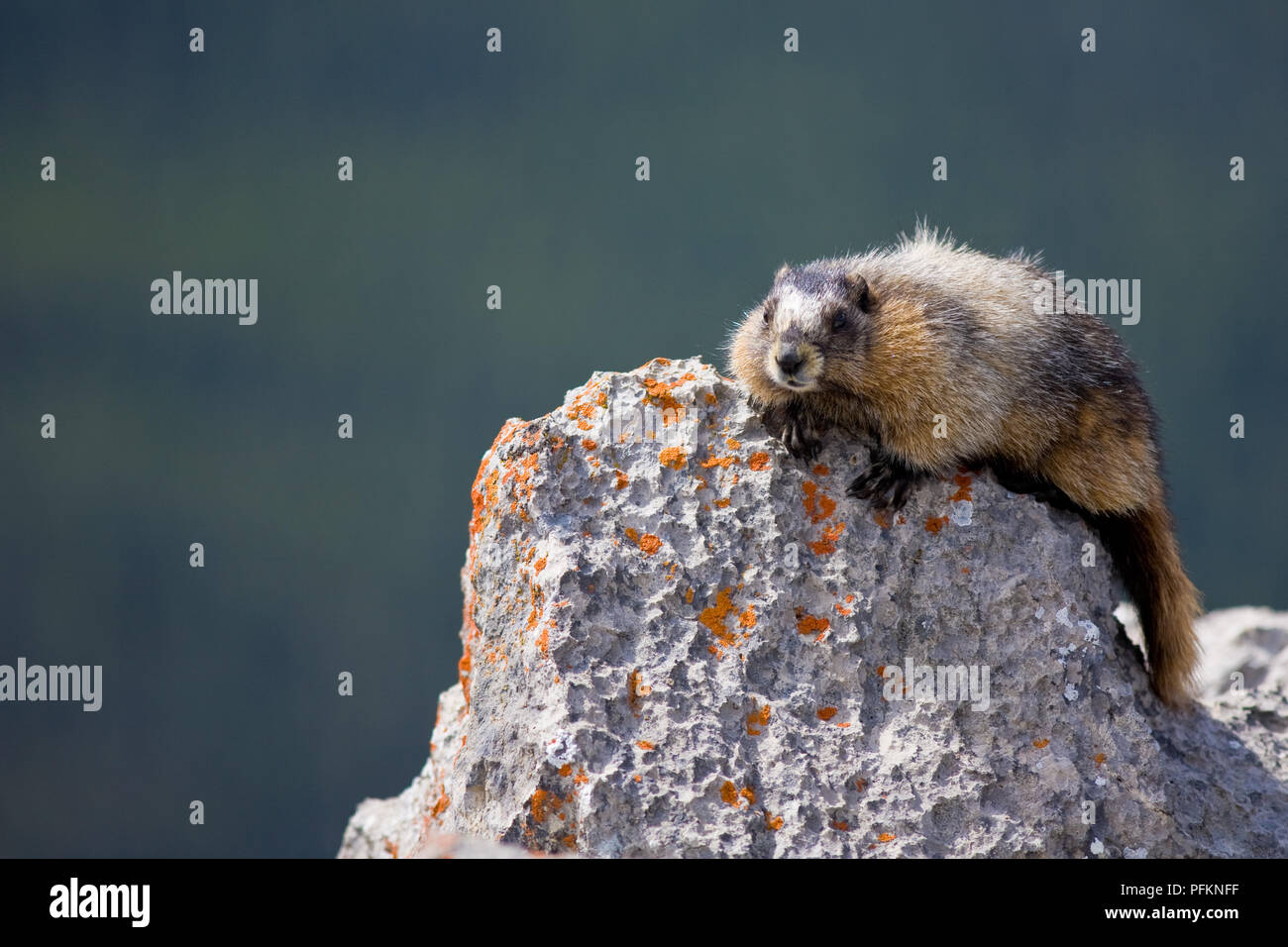 Ein Hoary marmot Sonnen itslef auf einem Felsen in den kanadischen Rocky Mountains Stockfoto