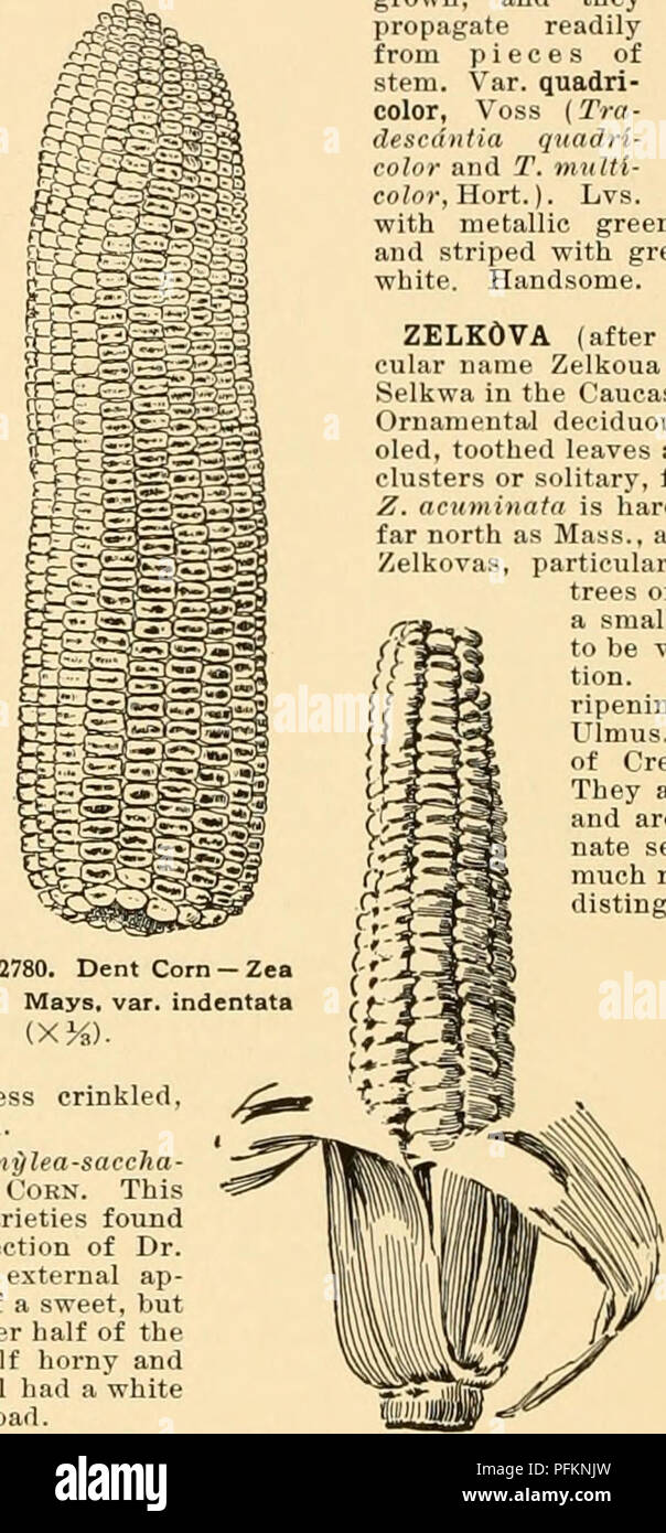 . Cyclopedia der amerikanischen Gartenbau: Bestehend aus Anregungen für den Anbau von Gartenpflanzen, Beschreibungen der Arten von Obst, Gemüse, Blumen und Zierpflanzen in den Vereinigten Staaten und in Kanada verkauft, zusammen mit geographischen und Biographische Skizzen. Gartenbau, Gartenbau, Gartenbau, Gartenbau. ZELKOVA gestreift: Fls. ca. 2, rose - Rot, in zwei Boot-förmige Hüllblätter, von denen viel kleiner ist als die anderen. Mexiko. - Eine sehr häufige Gewächshaus Pflanze, viel für Körbe und zum Abdecken der Erde un-derneath Bänke verwendet. Die in der Regel mit Trades verwirrt-ca Stockfoto . Cyclopedia der amerikanischen Gartenbau: Bestehend aus Anregungen für den Anbau von Gartenpflanzen, Beschreibungen der Arten von Obst, Gemüse, Blumen und Zierpflanzen in den Vereinigten Staaten und in Kanada verkauft, zusammen mit geographischen und Biographische Skizzen. Gartenbau, Gartenbau, Gartenbau, Gartenbau. ZELKOVA gestreift: Fls. ca. 2, rose - Rot, in zwei Boot-förmige Hüllblätter, von denen viel kleiner ist als die anderen. Mexiko. - Eine sehr häufige Gewächshaus Pflanze, viel für Körbe und zum Abdecken der Erde un-derneath Bänke verwendet. Die in der Regel mit Trades verwirrt-ca Stockfoto