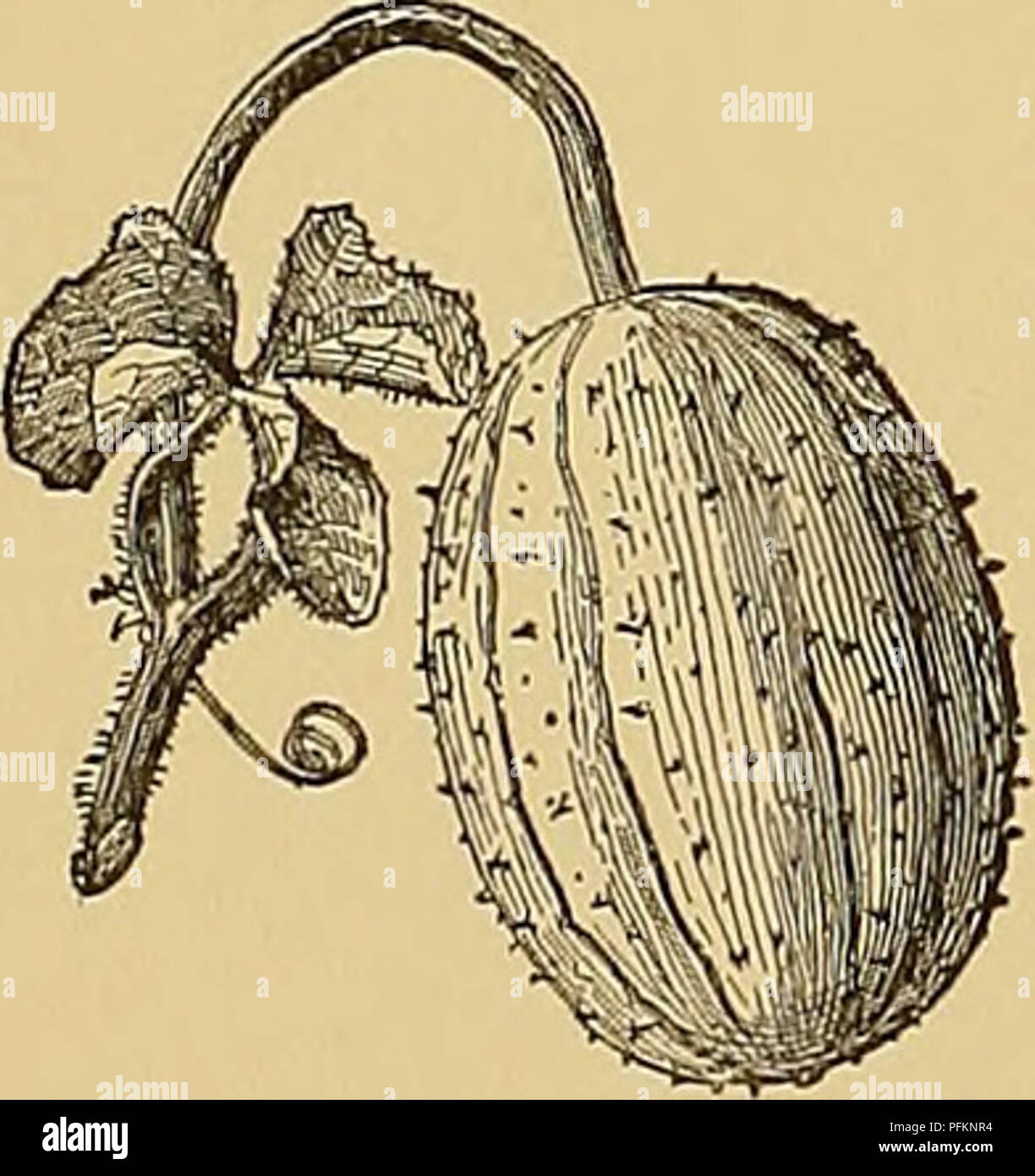 . Cyclopedia der amerikanischen Gartenbau, bestehend aus Anregungen für den Anbau von Gartenpflanzen, Beschreibungen der Arten von Obst, Gemüse, Blumen und Zierpflanzen in den Vereinigten Staaten und in Kanada verkauft, zusammen mit geographischen und Biographische Skizzen. Im Garten arbeiten. A. P. Glatt (nicht stacheligen noch afmaturity tuhemdate). Melo, Linn. (C Momdrdica, Eosb. C., utilissiimts Eosb.). Melone. Muskmelon. Abbn. 586,587. Long-run- ning, behaart, stachelige: Ivs. Rund - herzförmige oder Reni-Form, zum Teil abgerundet - Gelappt: Fr. in vielen Größen und Formen, der innere Teil essbar ist. S. Asien. - Wenn Stockfoto