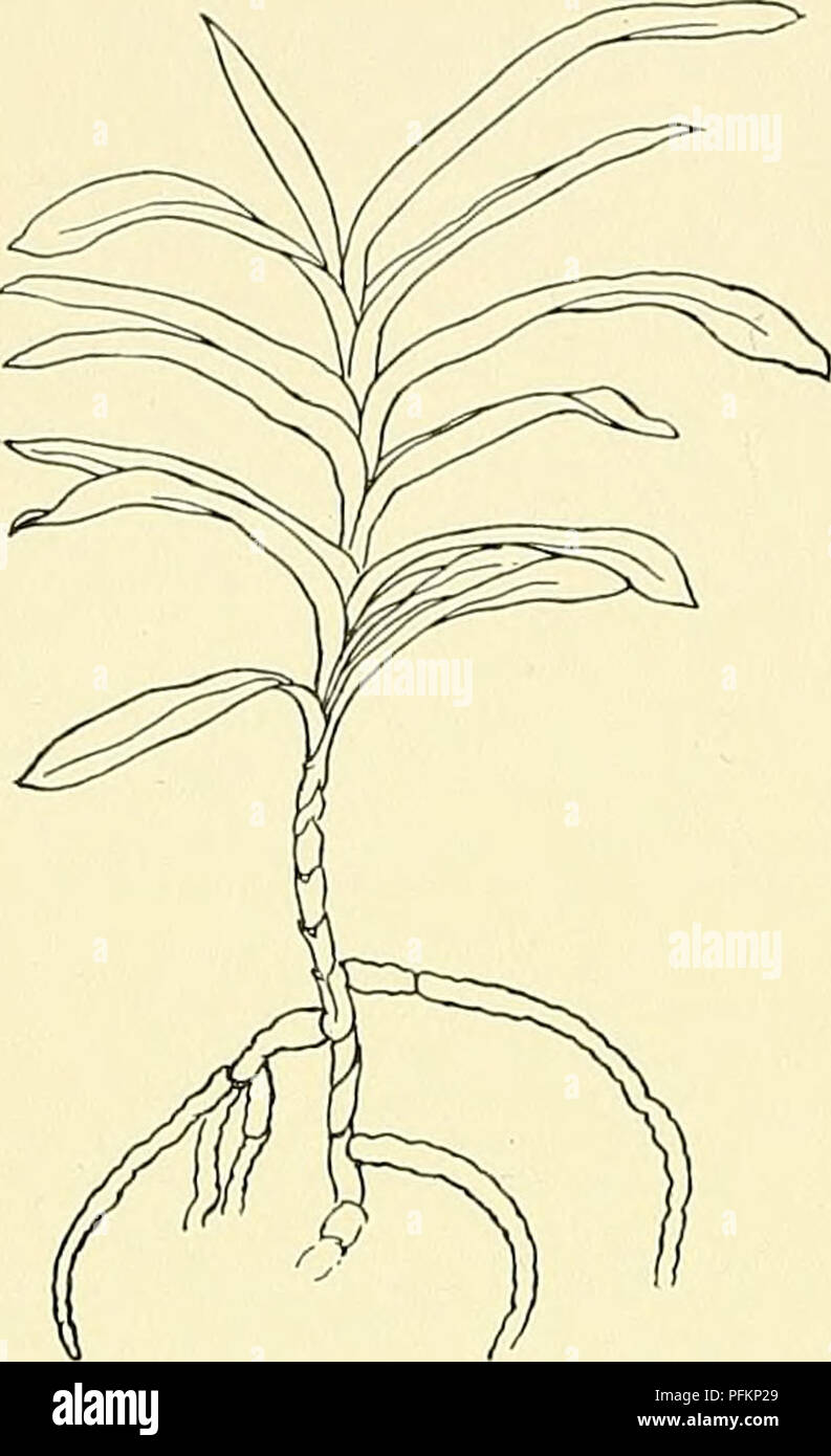 . Cyclopedia der amerikanischen Gartenbau, bestehend aus Anregungen für den Anbau von Gartenpflanzen, Beschreibungen der Arten von Obst, Gemüse, Blumen und Zierpflanzen in den Vereinigten Staaten und in Kanada verkauft, zusammen mit geographischen und Biographische Skizzen. Im Garten arbeiten. 1162 Orchidee Orchidee in der Mitte dieses Jahrhunderts ist bemerkenswert für die große Anzahl von neuen und auffällige Arten von Orchideen dis - abgedeckt. Immense Summen wurden für einzelne neue Anlagen gezahlt. Die fabelhafte Preise für Neuheiten bezahlt verursacht Sammler jedes Teil der Tropen zu durchforsten und ihr Leben aufs Spiel zu setzen. 1565. Vanda, Stockfoto