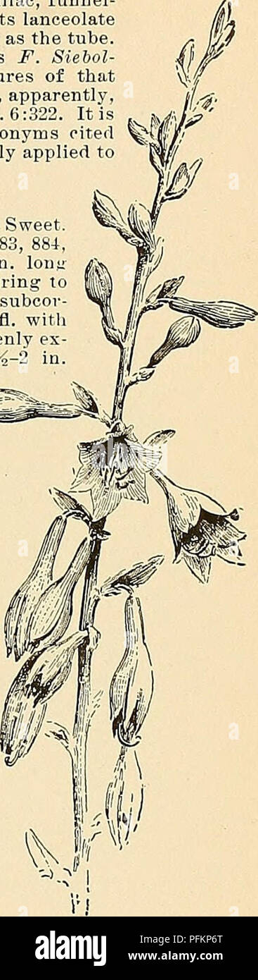 . Cyclopedia der amerikanischen Gartenbau, bestehend aus Anregungen für den Anbau von Gartenpflanzen, Beschreibungen der Arten von Obst, Gemüse, Blumen und Zierpflanzen in den Vereinigten Staaten und in Kanada verkauft, zusammen mit geographischen und Biographische Skizzen. Im Garten arbeiten. 883. Funkia subcordata (X 1-5). ciscens, Hort. F. corddta, Sieb.). Unterscheidet sich von der letzten in der metallic blau Farbe des weniger herzförmige lvs., der in der Schräge bläulich oder blass-angehauchter, schlanker - Verrohrt und kleinere Fls. (Die nicht über dem Laub), mit nur einem kleinen Deckblatt auf der Basis des Fl Stockfoto . Cyclopedia der amerikanischen Gartenbau, bestehend aus Anregungen für den Anbau von Gartenpflanzen, Beschreibungen der Arten von Obst, Gemüse, Blumen und Zierpflanzen in den Vereinigten Staaten und in Kanada verkauft, zusammen mit geographischen und Biographische Skizzen. Im Garten arbeiten. 883. Funkia subcordata (X 1-5). ciscens, Hort. F. corddta, Sieb.). Unterscheidet sich von der letzten in der metallic blau Farbe des weniger herzförmige lvs., der in der Schräge bläulich oder blass-angehauchter, schlanker - Verrohrt und kleinere Fls. (Die nicht über dem Laub), mit nur einem kleinen Deckblatt auf der Basis des Fl Stockfoto
