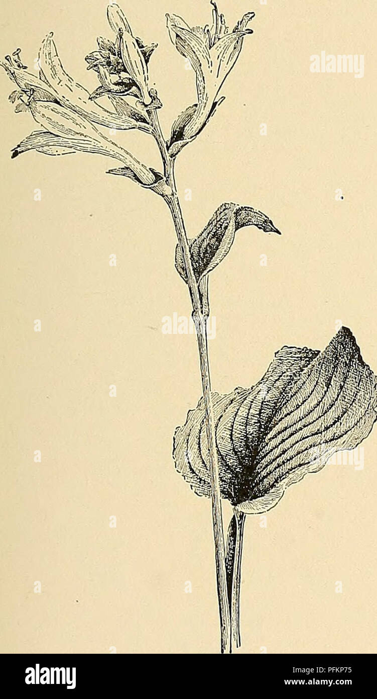 . Cyclopedia der amerikanischen Gartenbau, bestehend aus Anregungen für den Anbau von Gartenpflanzen, Beschreibungen der Arten von Obst, Gemüse, Blumen und Zierpflanzen in den Vereinigten Staaten und in Kanada verkauft, zusammen mit geographischen und Biographische Skizzen. Im Garten arbeiten. FXINKIA FUECB^A 619 A FJs. u'Jiite, Aufsteigend: fl.-hmct sehr groß, mit einem kleineren Innen. subcordata, Spreng. {F. dlha, Süß. F. liliifldra, Hoi An 't. Ich^. e/'ajO (5) iica, Hort., zumindest von einigen. F. macrdn-tha, Hort. J^. coniiMa, Hort., nicht Sieb.). Abb. 882. Lvs. Große, breit herzförmige-eiförmig, mit einem sliort, Stockfoto . Cyclopedia der amerikanischen Gartenbau, bestehend aus Anregungen für den Anbau von Gartenpflanzen, Beschreibungen der Arten von Obst, Gemüse, Blumen und Zierpflanzen in den Vereinigten Staaten und in Kanada verkauft, zusammen mit geographischen und Biographische Skizzen. Im Garten arbeiten. FXINKIA FUECB^A 619 A FJs. u'Jiite, Aufsteigend: fl.-hmct sehr groß, mit einem kleineren Innen. subcordata, Spreng. {F. dlha, Süß. F. liliifldra, Hoi An 't. Ich^. e/'ajO (5) iica, Hort., zumindest von einigen. F. macrdn-tha, Hort. J^. coniiMa, Hort., nicht Sieb.). Abb. 882. Lvs. Große, breit herzförmige-eiförmig, mit einem sliort, Stockfoto
